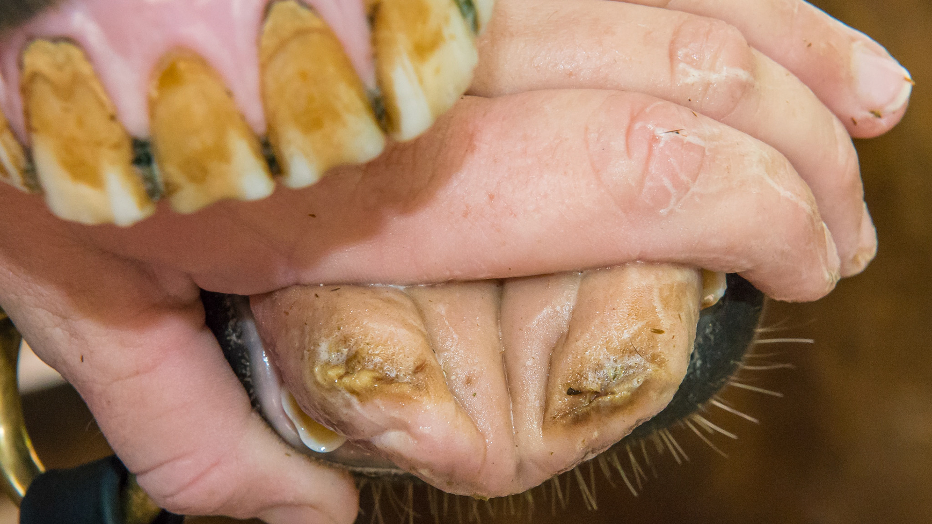 Callouses on the tip of the tongue that don't bother him.