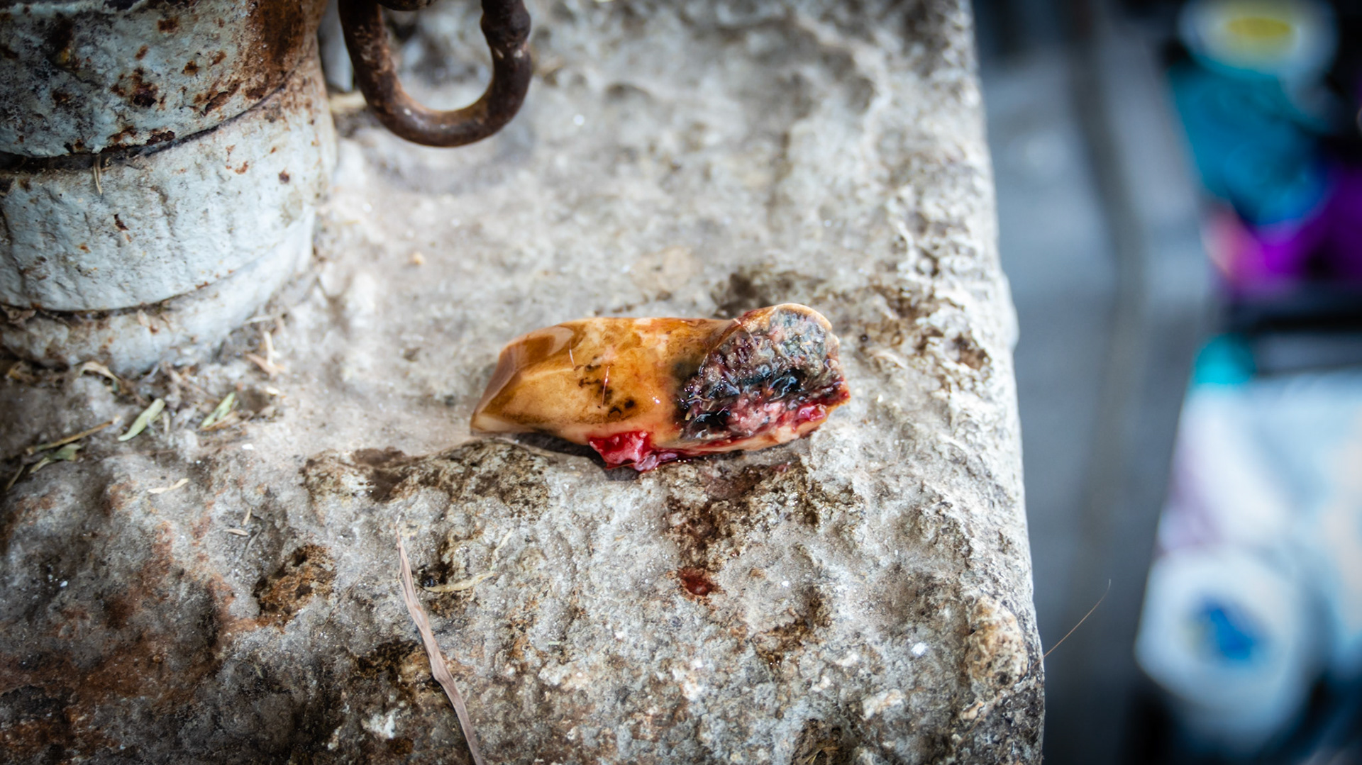 EOTRH horse 6 - 29 yr old, 403 fractured, good body condition and no difficulties chewing, cheek teeth are in good condition.