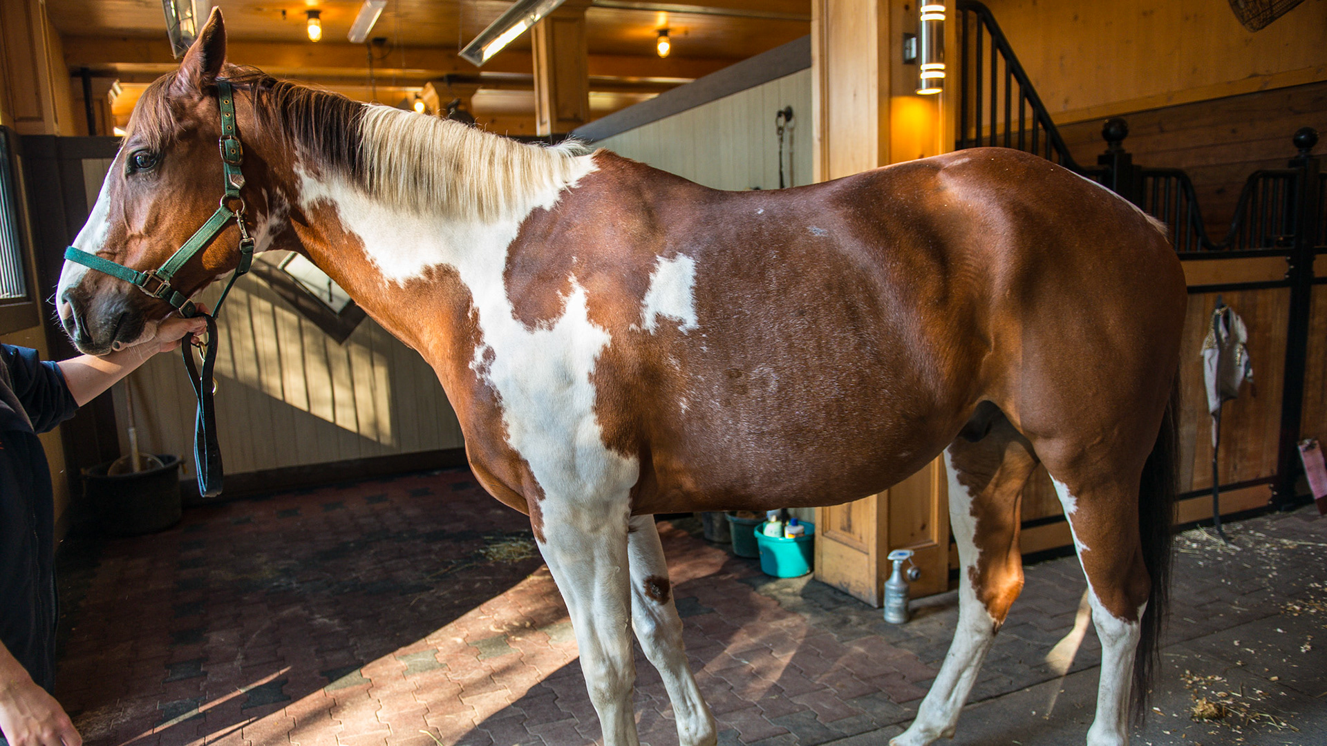 Tovero is a blend of overo and tobiano traits. The white edges are irregular like an overo but the white goes over the back and he has 4 white legs which are all tobiano traits.