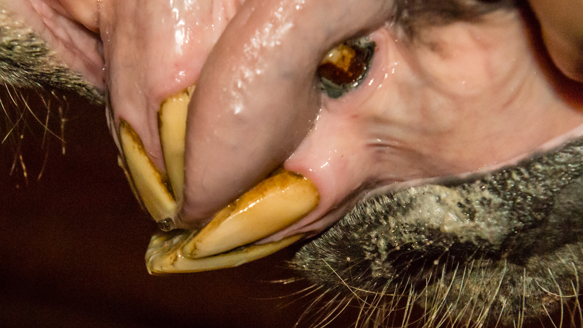 Horse C - Underbite in a 30 year old horse that has cribbed all of his life.