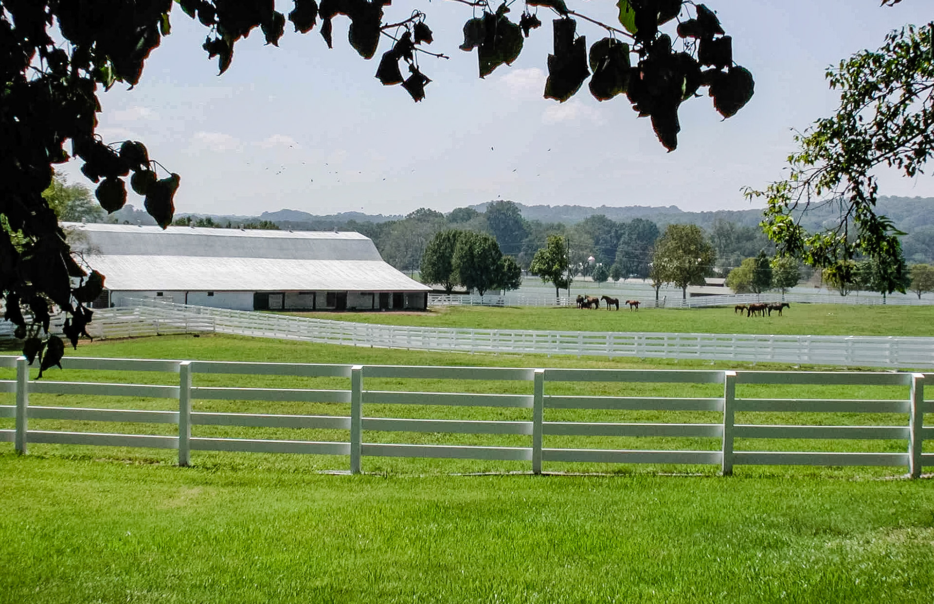 Summer pasture of predominantly one type of grass (mono grass) - freshly mowed.