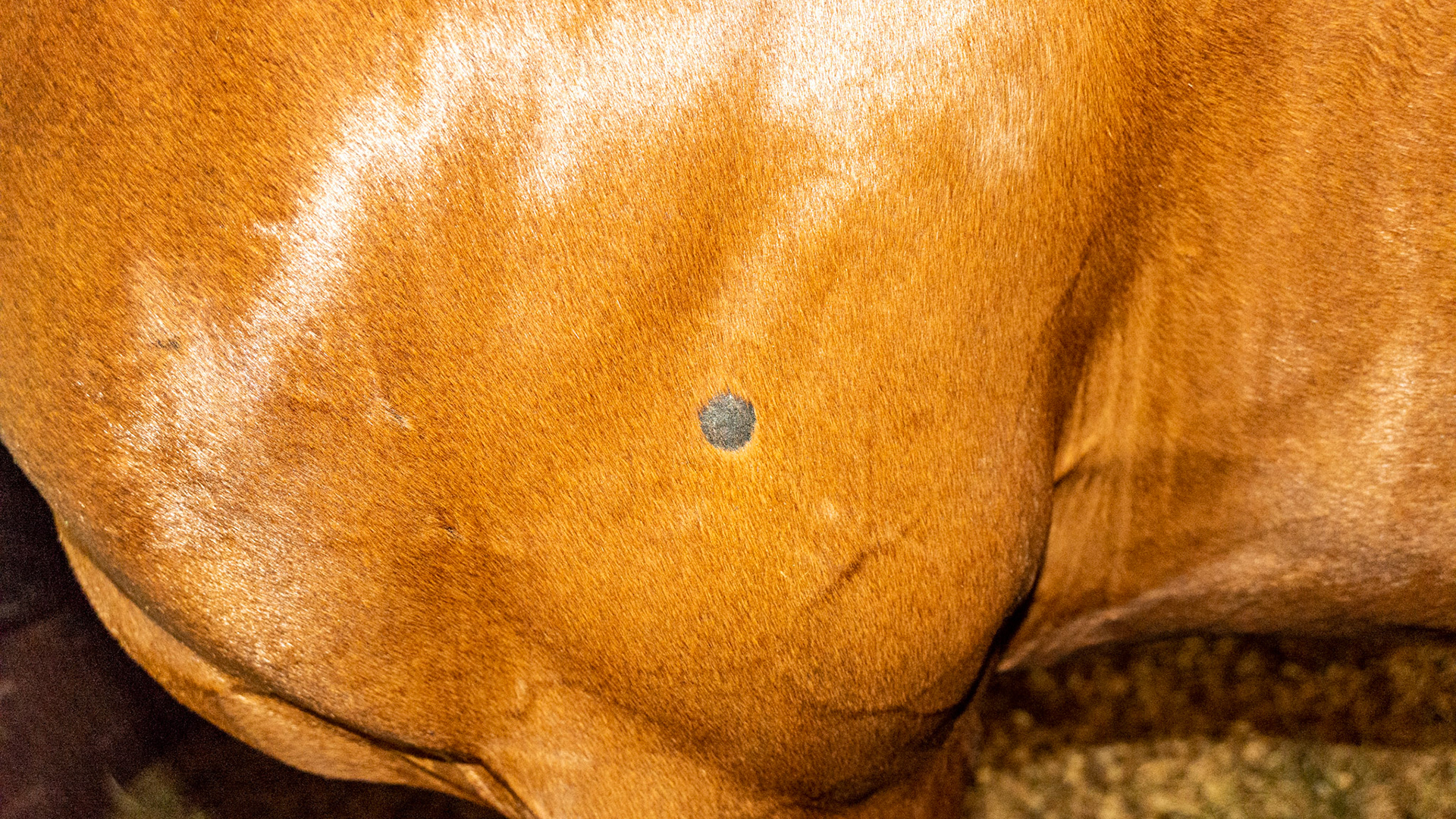 Ringworm that has been treated and certified non-contagious by the attending vet.