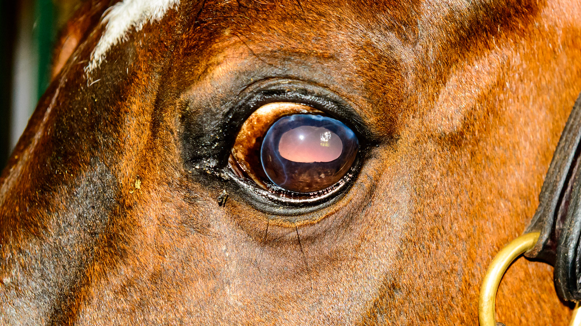 Glaucoma of the left eye. Sudden onset of unknown origin. Intraocular injection of an antibiotic killed the bacteria causing the blockage and decreased the pressure within the eyeball but the damage was permanent.  The horse is blind in this eye but is pain free.  Daily doses of a topical NSAID keeps the pressure around 70.  Normal is about 10.  Note smaller pupil of the unresponsive damaged left eye.