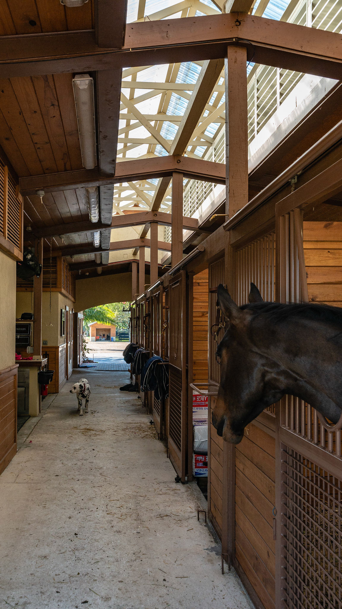 This skylight runs the length of the stalls giving horses exposure to the natural circadian rhythm of light.