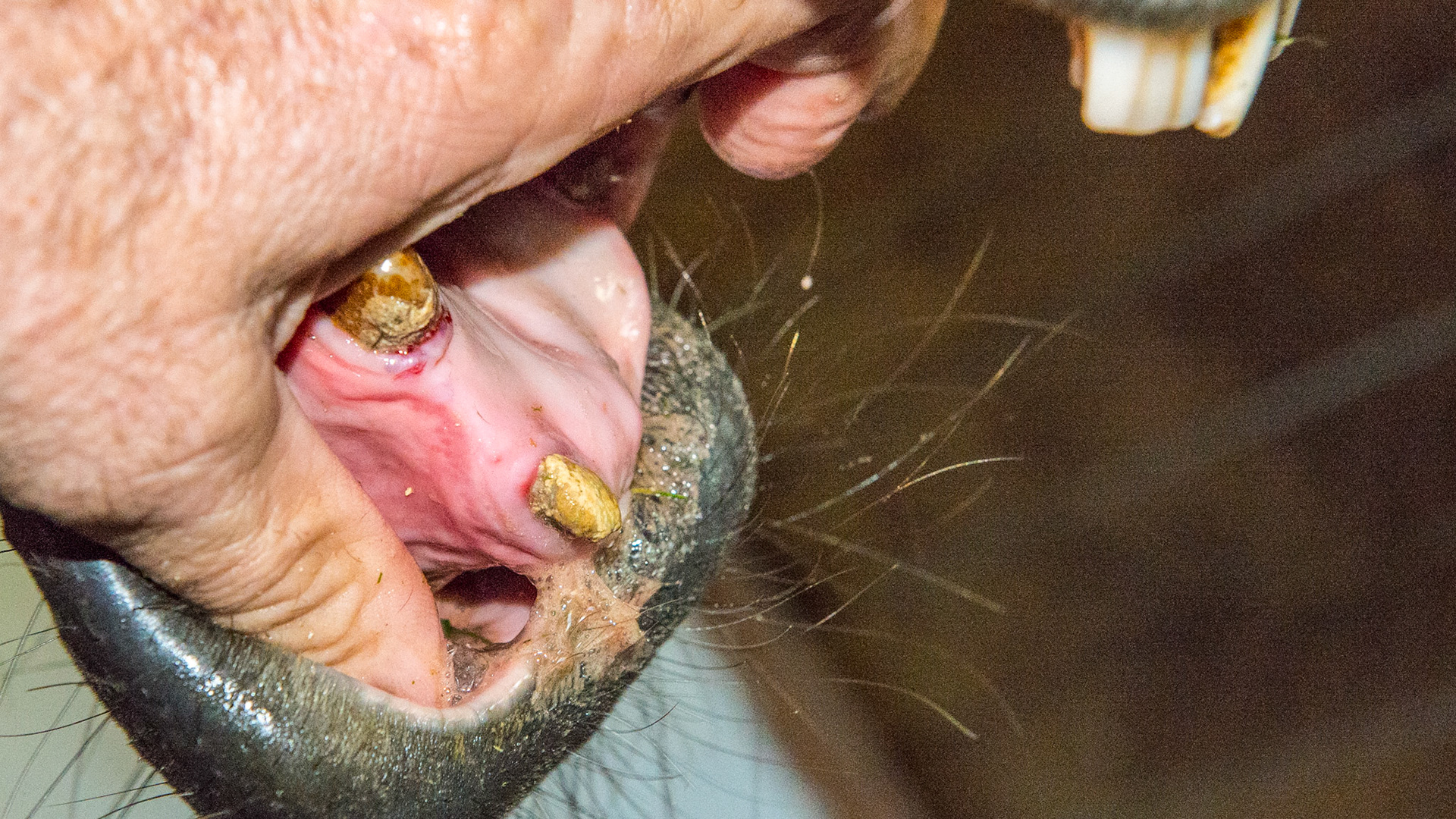 EOTRH horse 18 - only 1 lower remnant incisor and 4 upper incisors remain. It doesn't show here but this 23 yr old gelding TB cross has severe parrot mouth.  His BCS is a 6 and has no trouble grazing or eating hay.