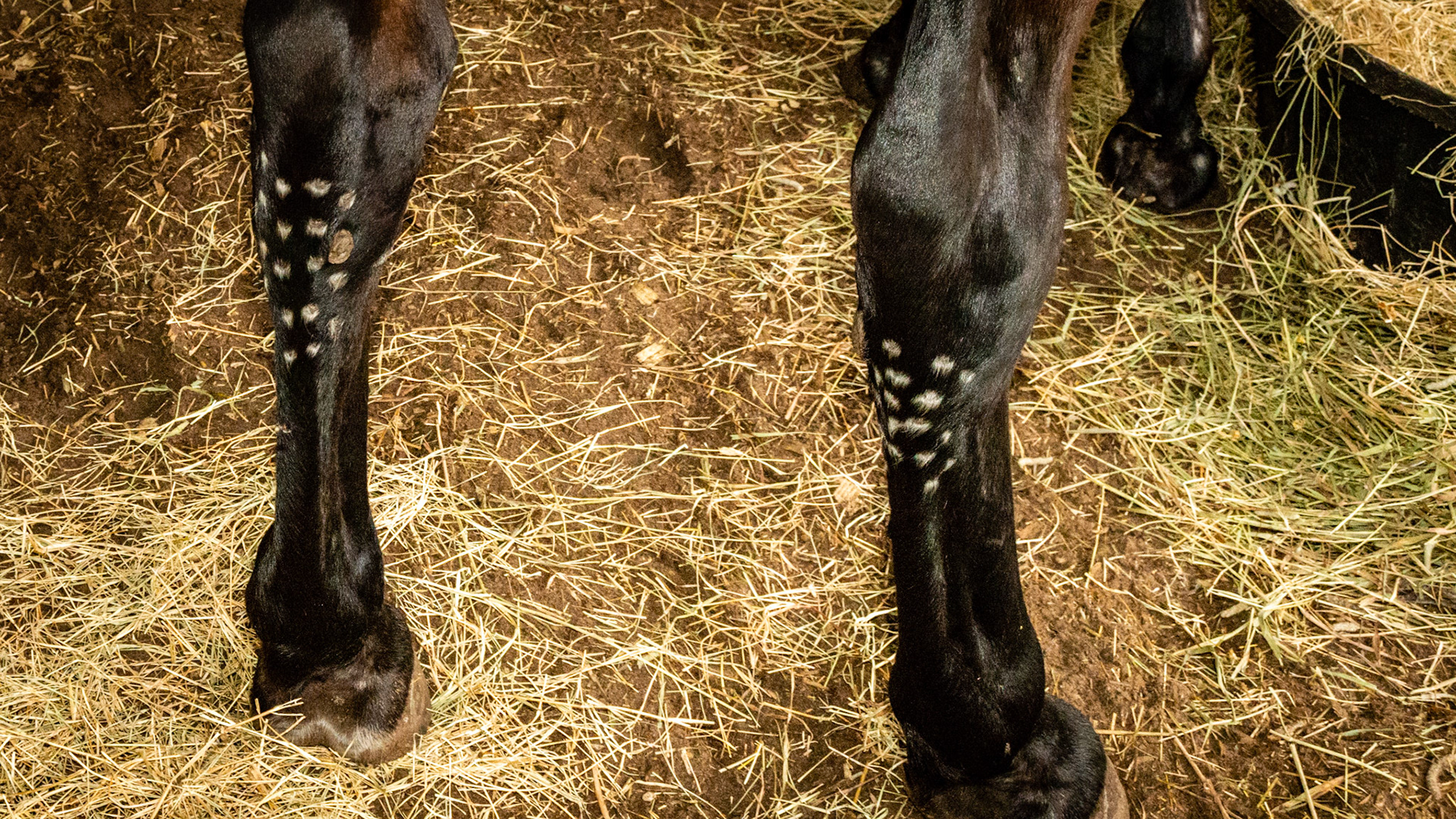 Pin firing marks at the back of the hocks for the treatment of curbs (inflammation of the tarsal ligament).  The skin was burned in multiple focused areas to cause inflammation and stop pain.  Curbs can be very painful and occur with excessive strain from training or from trauma though this is usually just in one limb.
