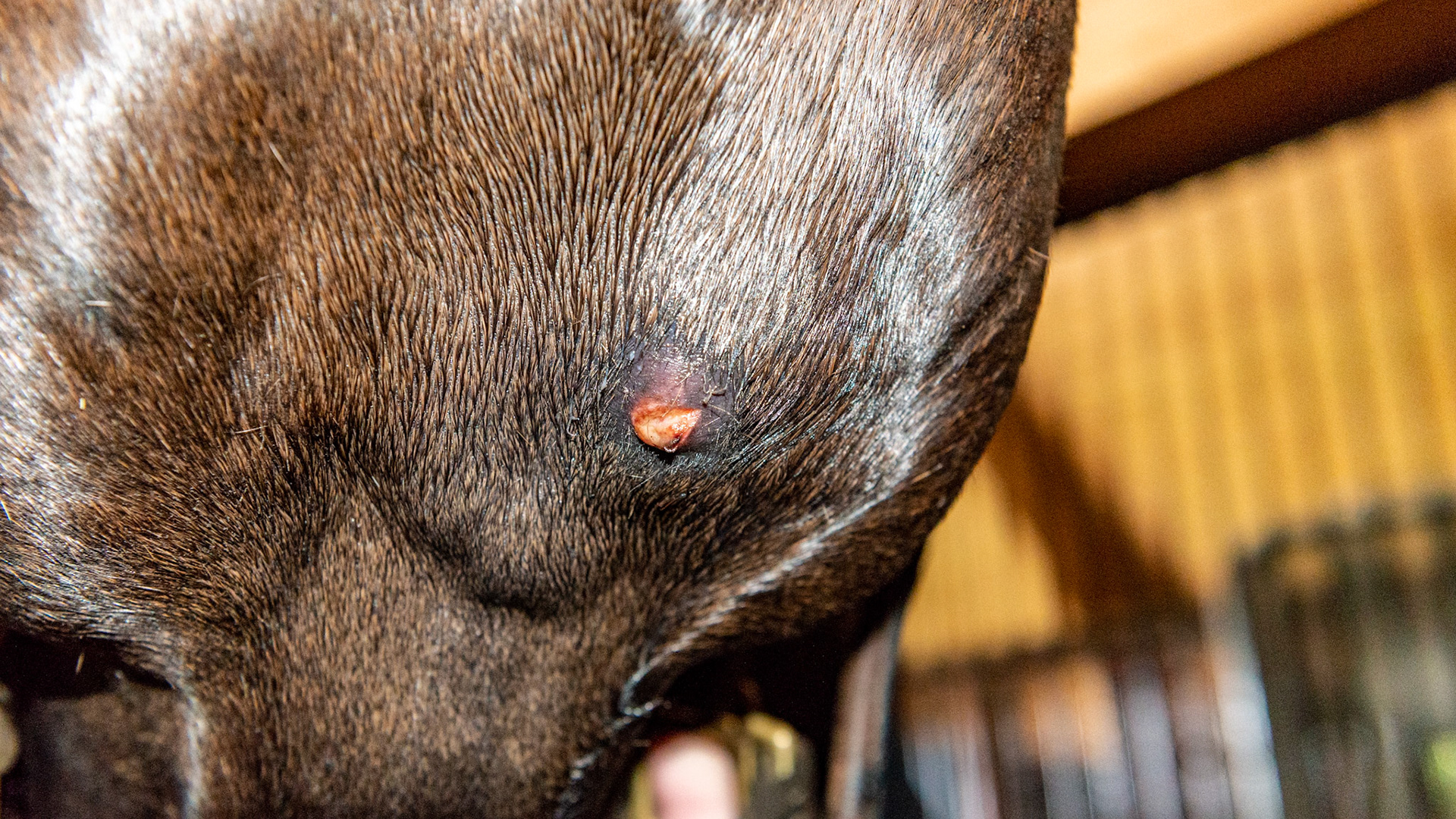Abscess under the jaw of a horse. Sudden onset. Not strangles. Probably a splinter from the stall. Notice swelling on the right side of the inter-mandibular lymph node.