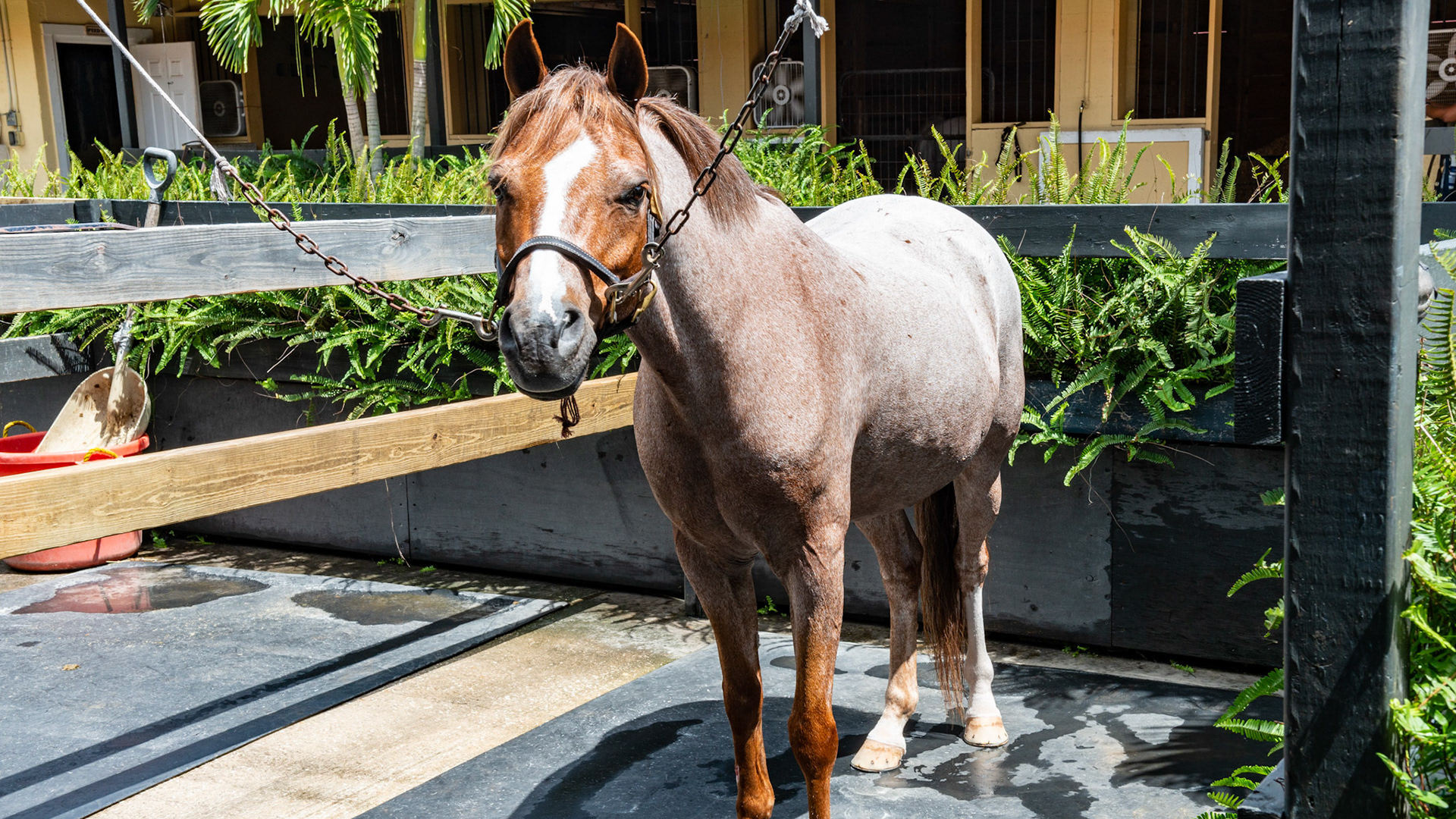 Red roan or Strawberry roan - Solid colored head with white hairs over the chestnut body.  Does not become progressively gray