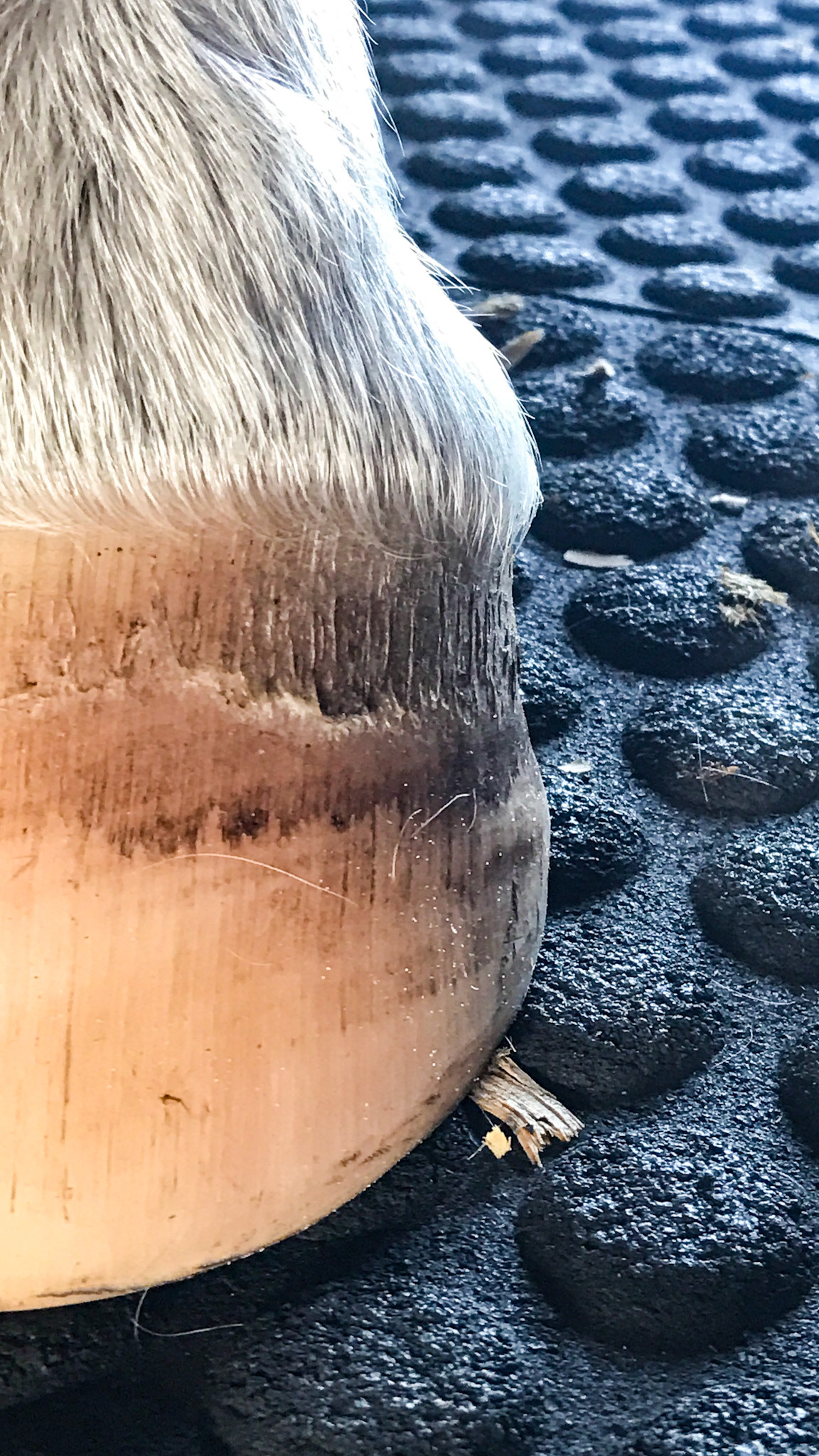 Hoof growth and change 4 months after starting protein supplementation.
