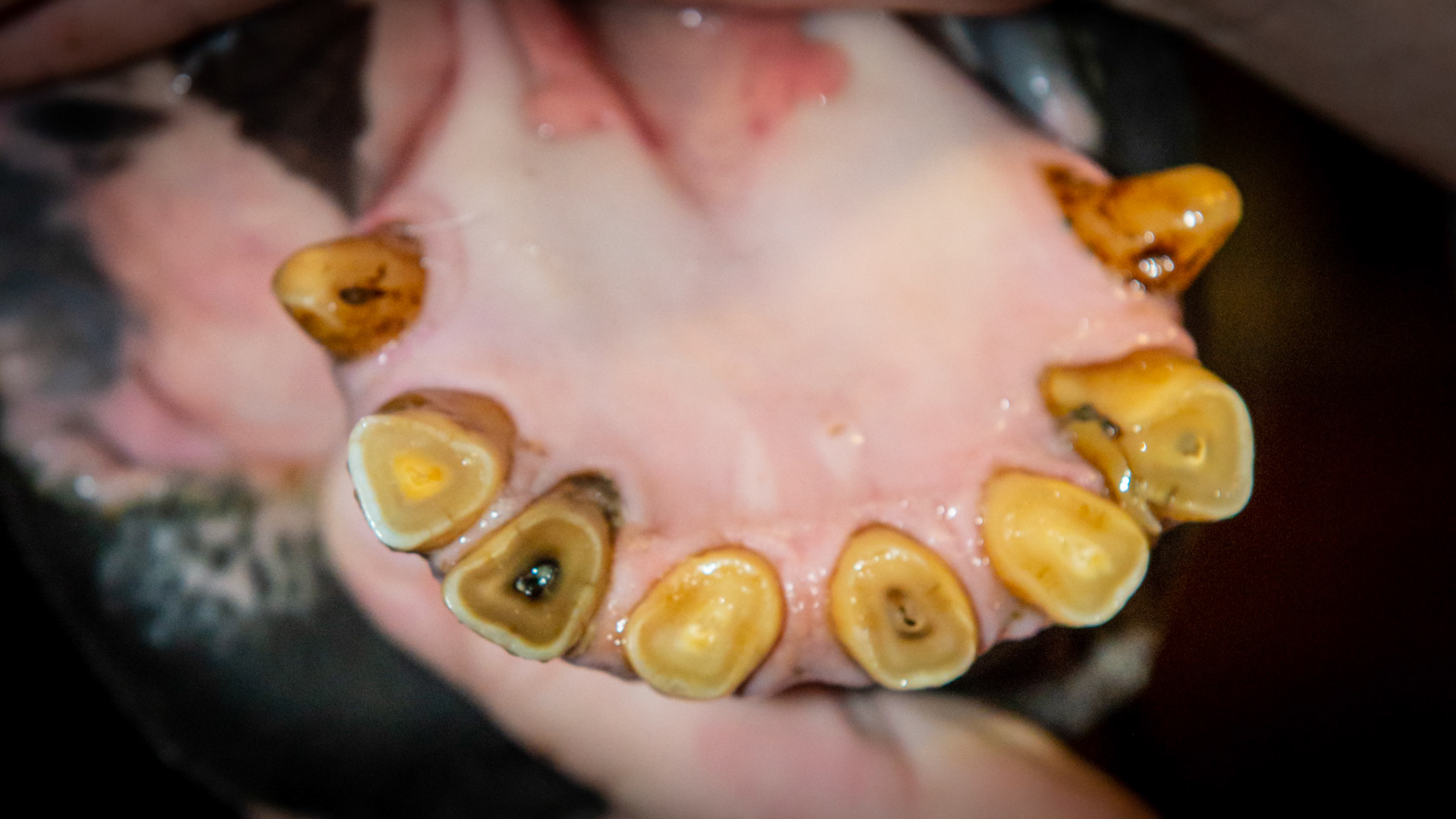 Abnormal wearing of the incisors including receding gums on the upper 3's. My speculation is that the tongue has done all of this in this horse in his late 20's. In addition the receding gum line may be early stages of EOTRH.