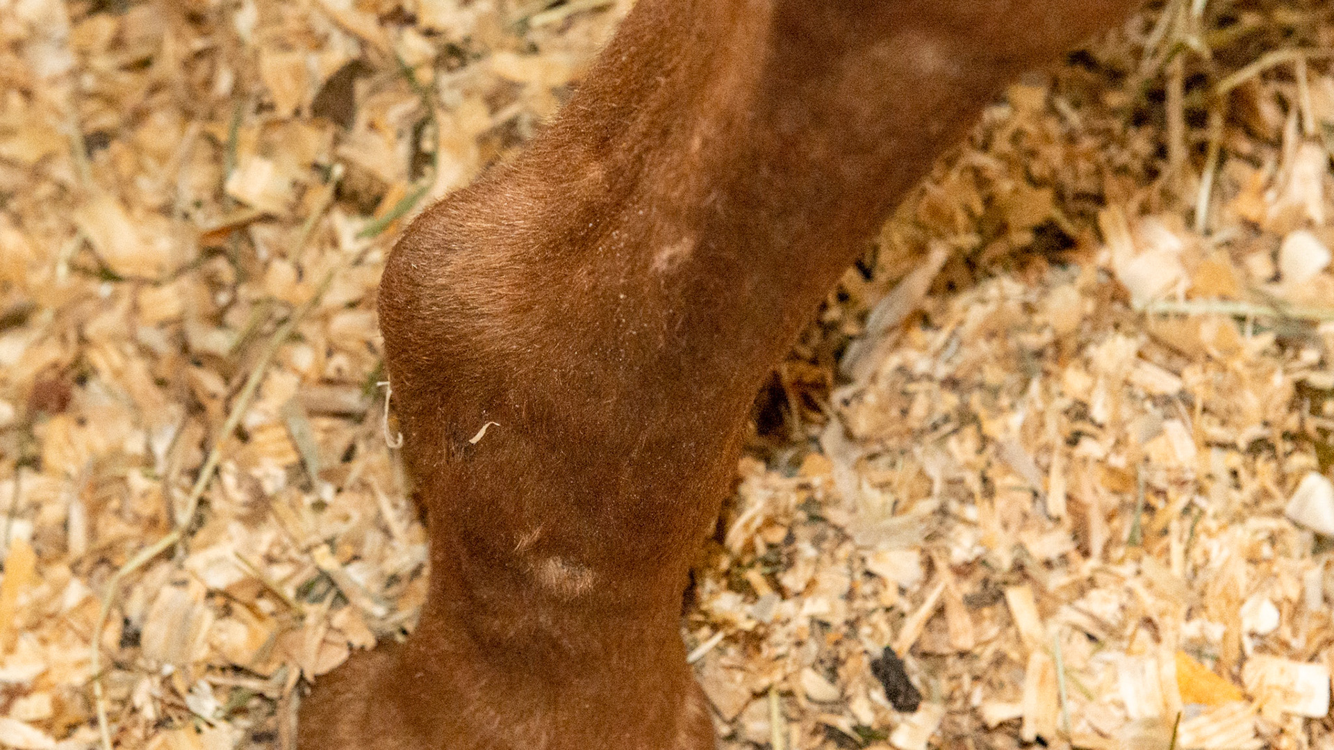 Hard bony lump on lateral side of RF fetlock. Possibly a fractured sesamoid. An old injury in this 24 yr old. Non-painful.