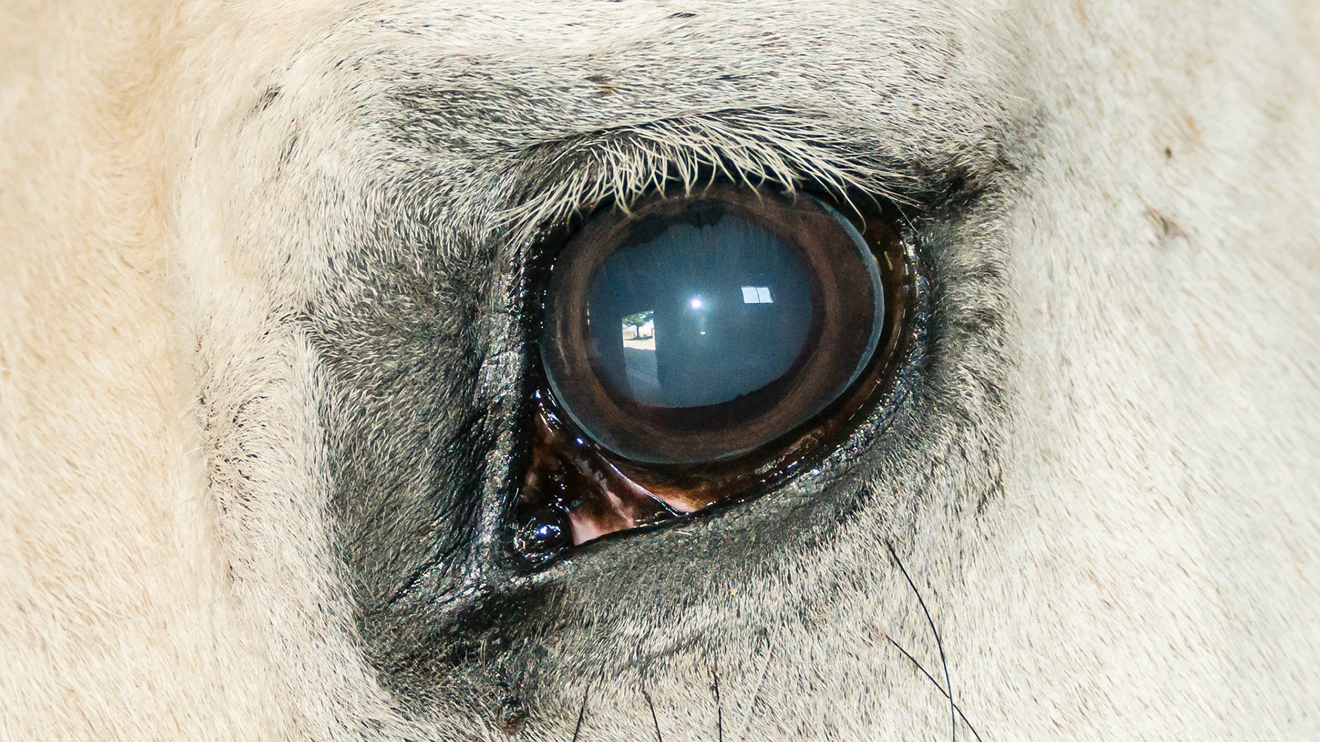 Horse A - An optic nerve tumor caused blindness in this horse at 6 years of age. Notice the dilated pupils in daylight because the horse does not recognize that there is any light. To him it is dark out.  There is no menace response (a hand is waved without wind creation in front of the eye).