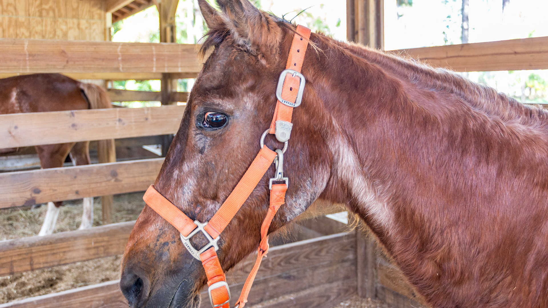 Horse B - BCS 3 - Thin - Slight fat covers the body so the skeleton is still discernible but doesn’t pop out.  There is a narrow space between the inner thighs.  This horse is well cared for but has painful joints and is 28 years old.