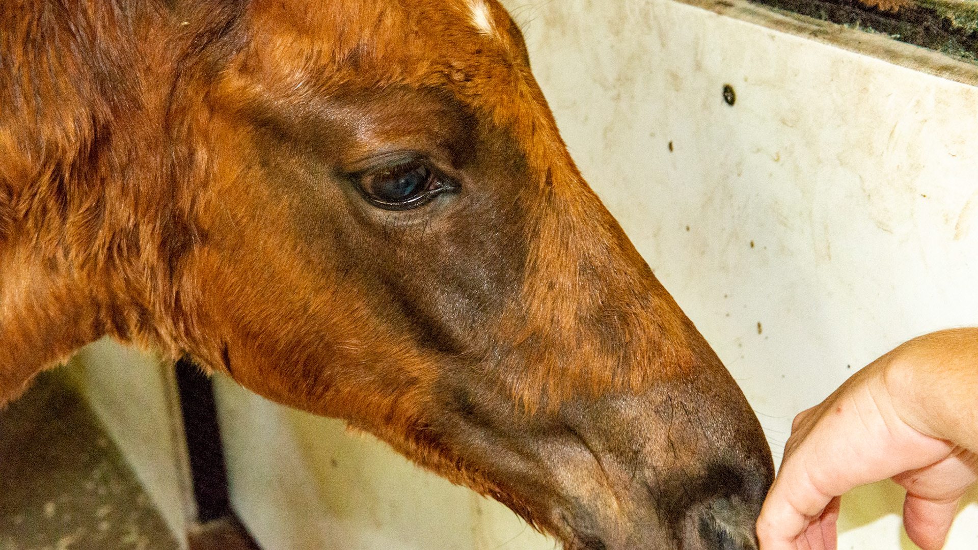 Foal with normal hair loss around both eyes.