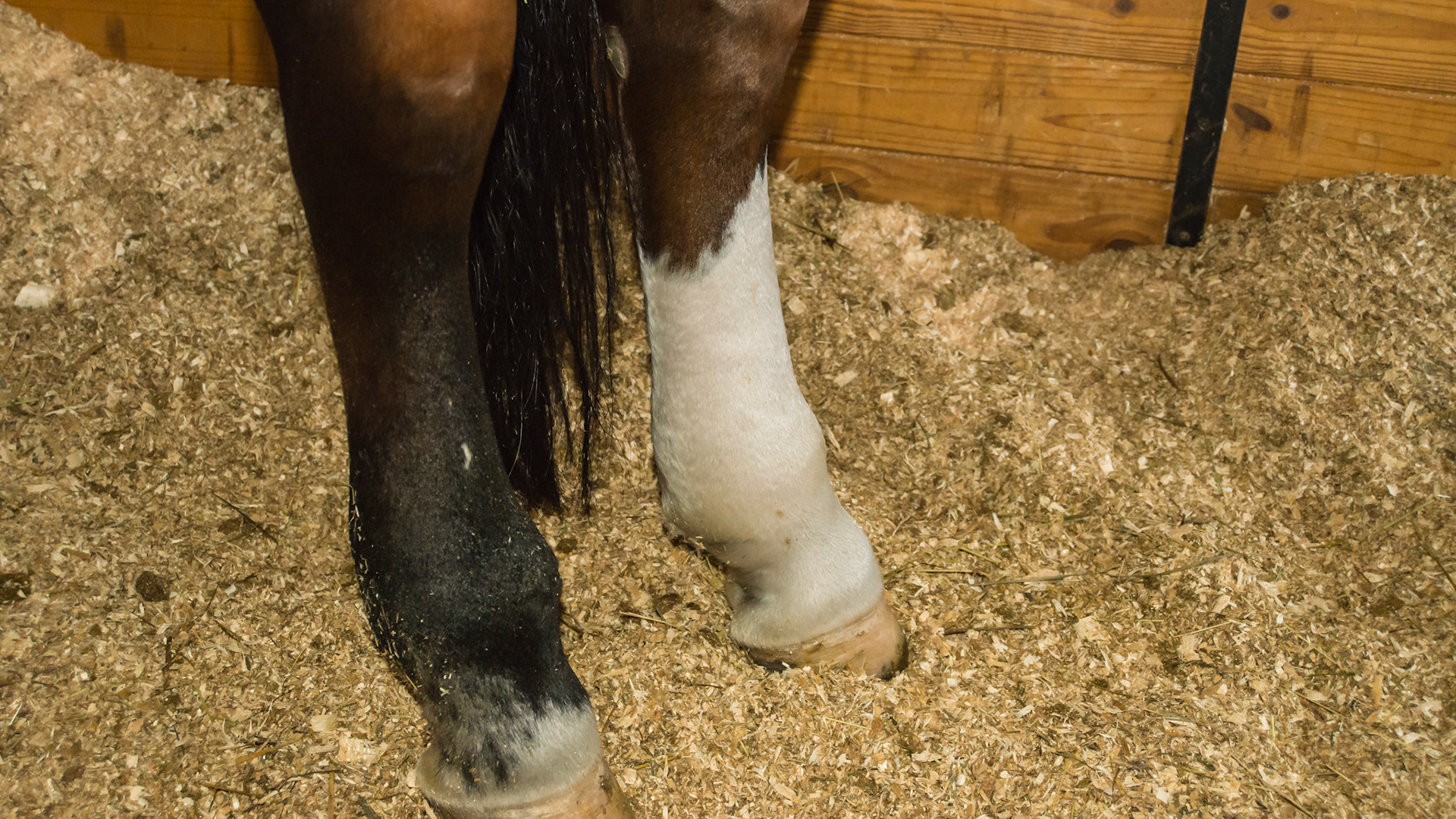 Both hind limbs are filled with edema from the hock down to the coronary band. Finger pressure leaves an indentation and is called pitting edema.
