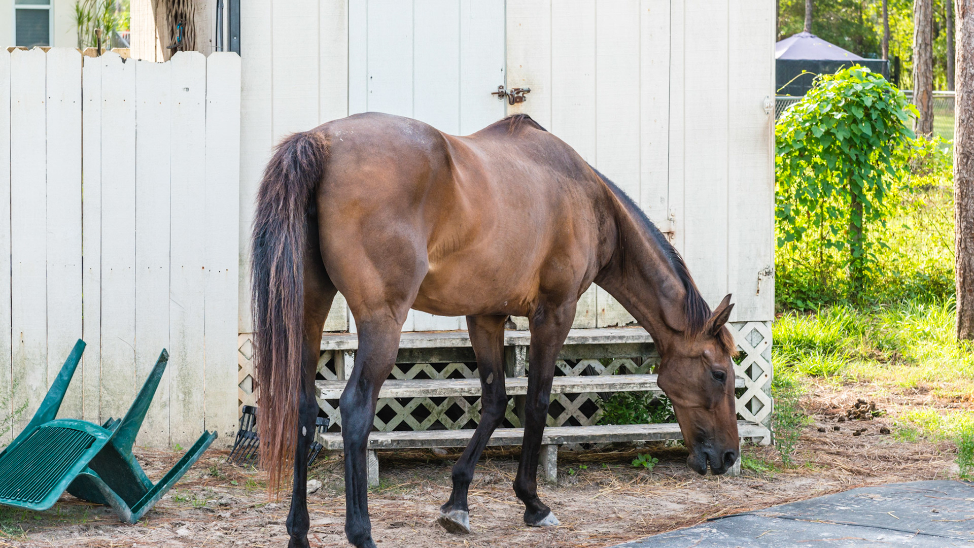 Chewing motion horse 2 - 15 yr old TB with loss of right masseter muscle for over 10 years and atrophy of the left masseter muscle. See movie. Jaw has a limited range of opening, is painful to open wide, and is maxed in the picture of the opened mouth. Her right arcades are always sharper. Her left arcade is sheared with an acute occlusal angle, and tarter accumulates along the upper left arcade.