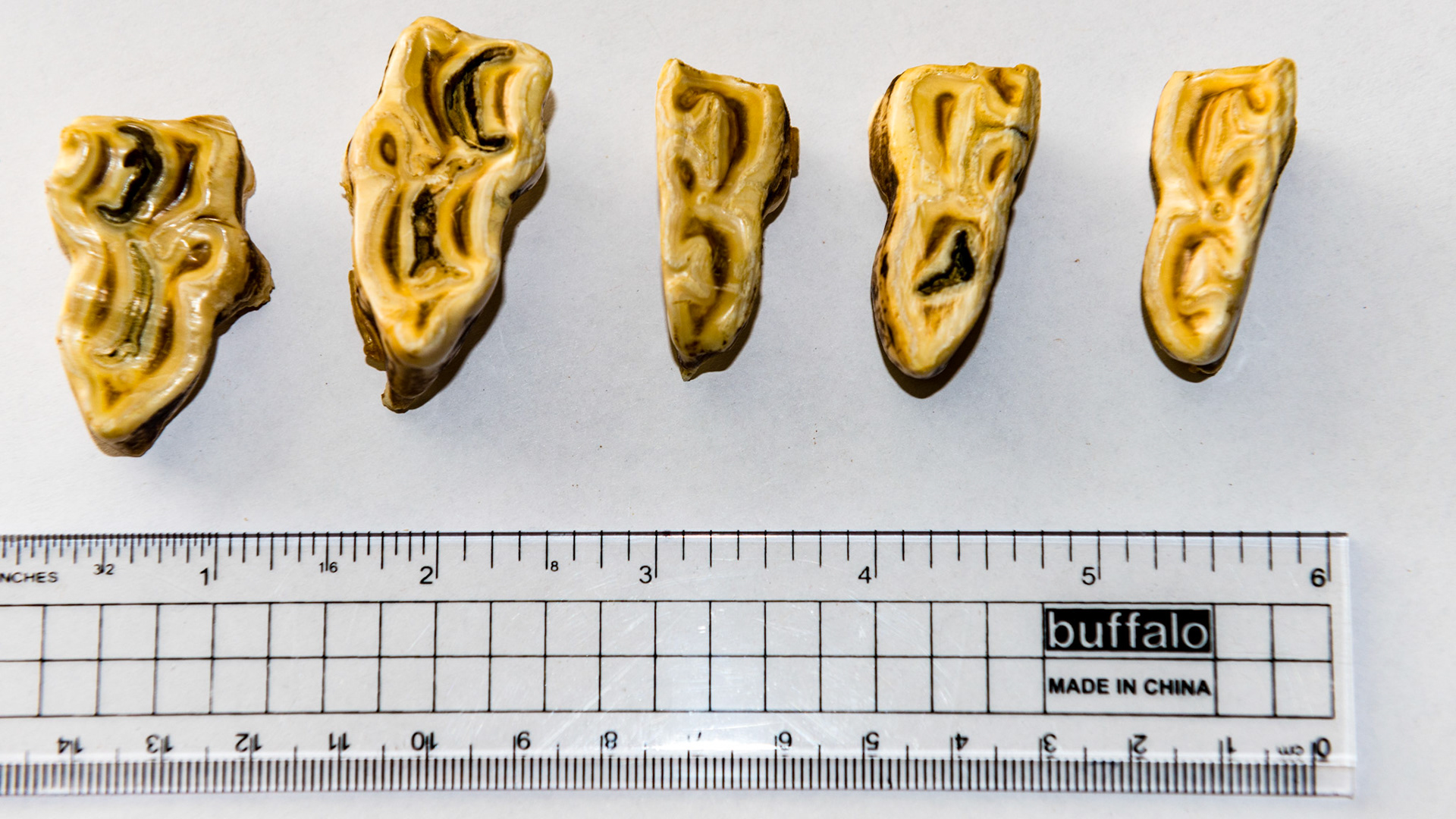 Examples of first cheek teeth caps. Notice how sharp the rostral edge is - Like the bow of the cruise ship Titanic