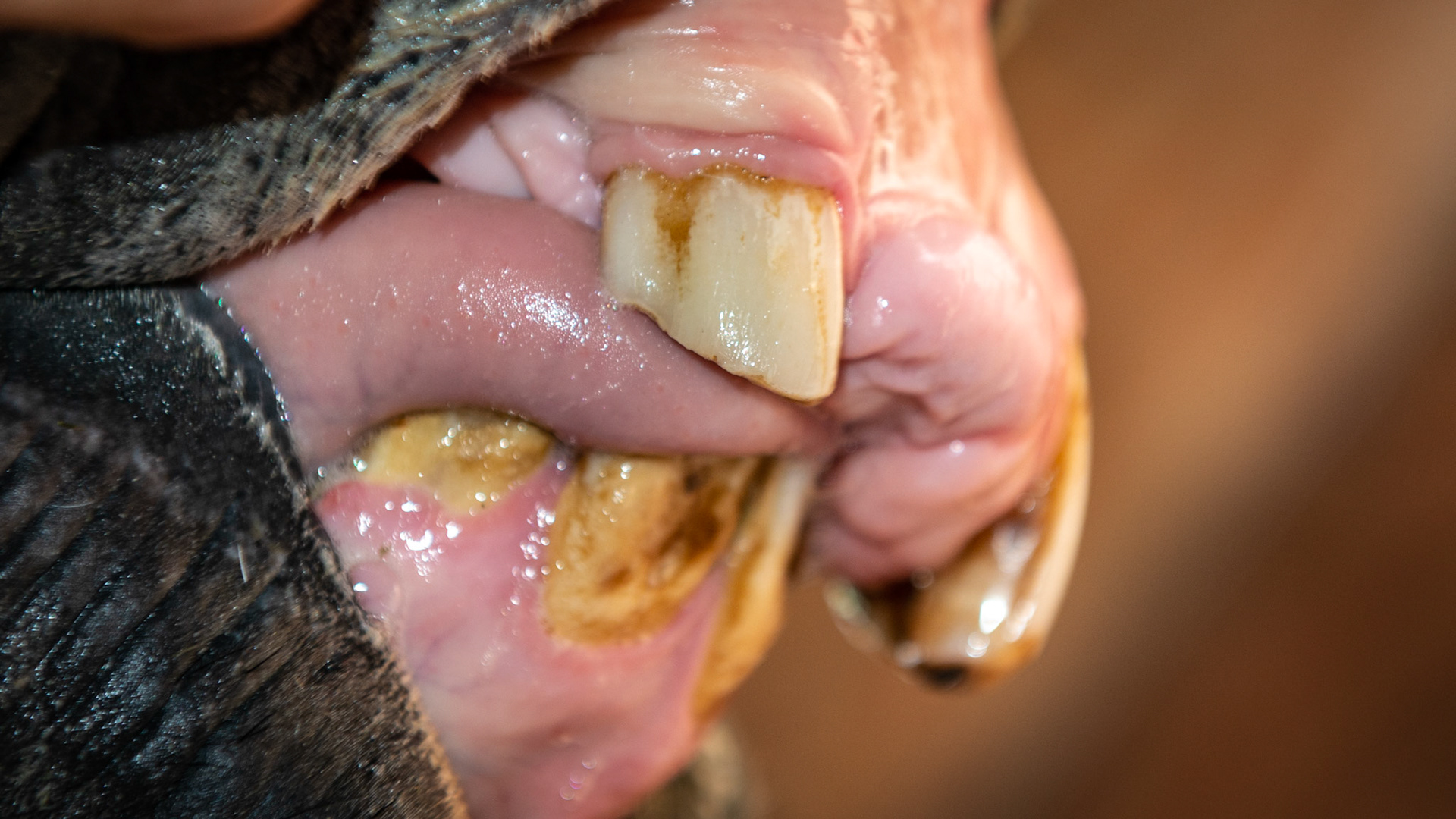 Horse B - A 4 yr old TB G with trauma 1 year earlier causing the loss of 101 and 102 plus deforming the lower incisors with a retained 81. In addition he was born with a parrot mouth.  Note his condition in the body shot showing that these incisors are not causing any eating issue.