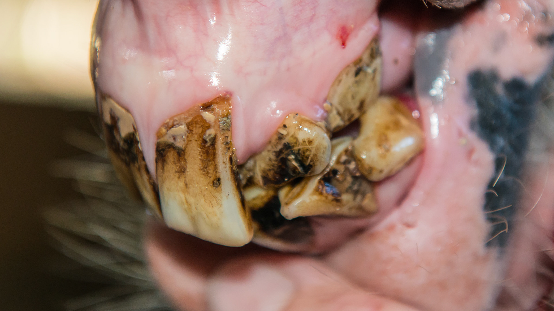 Disorganized lower incisor arcade common in small mouths.