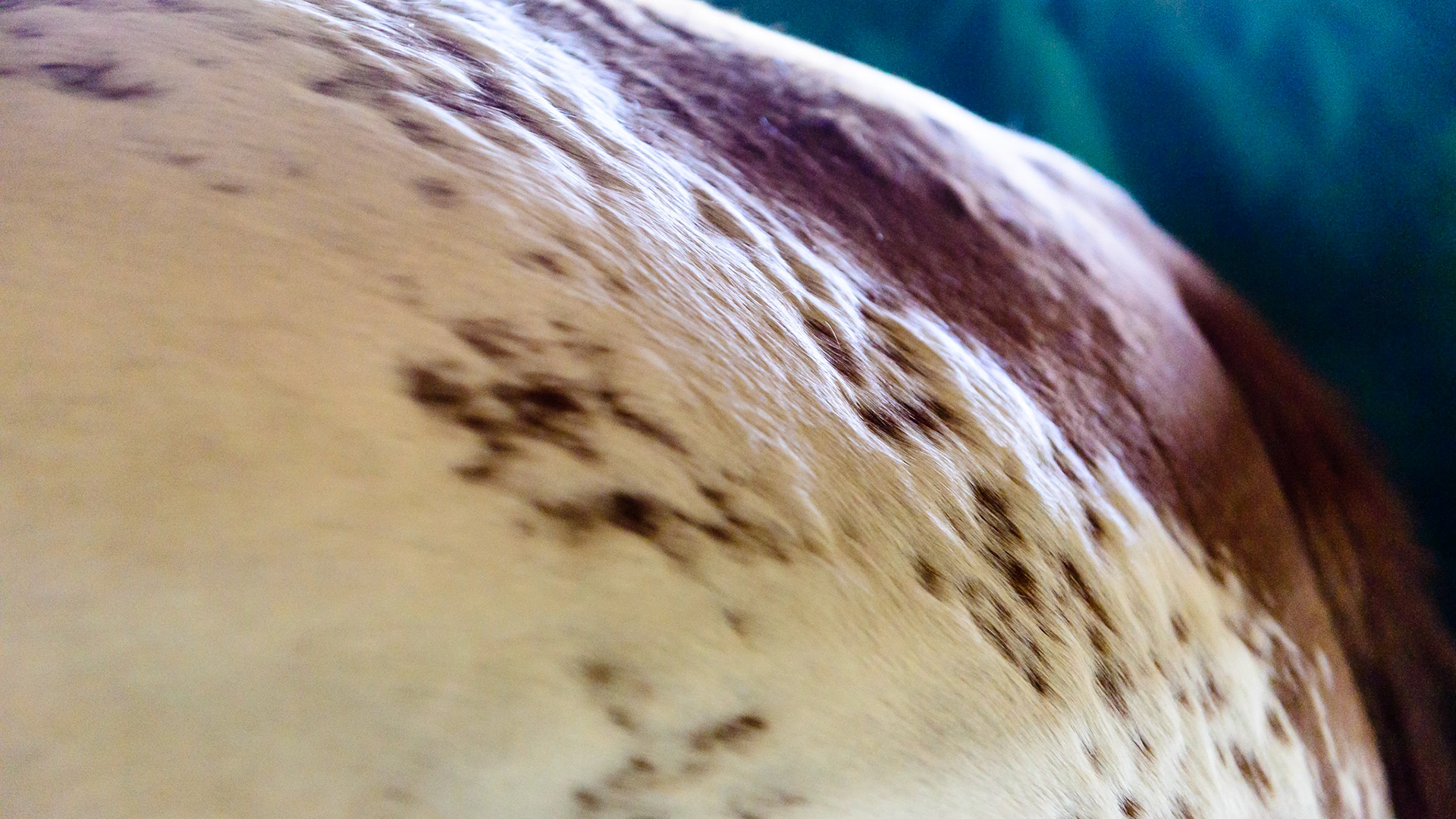 The hair of the white areas are longer than those of the colored areas.