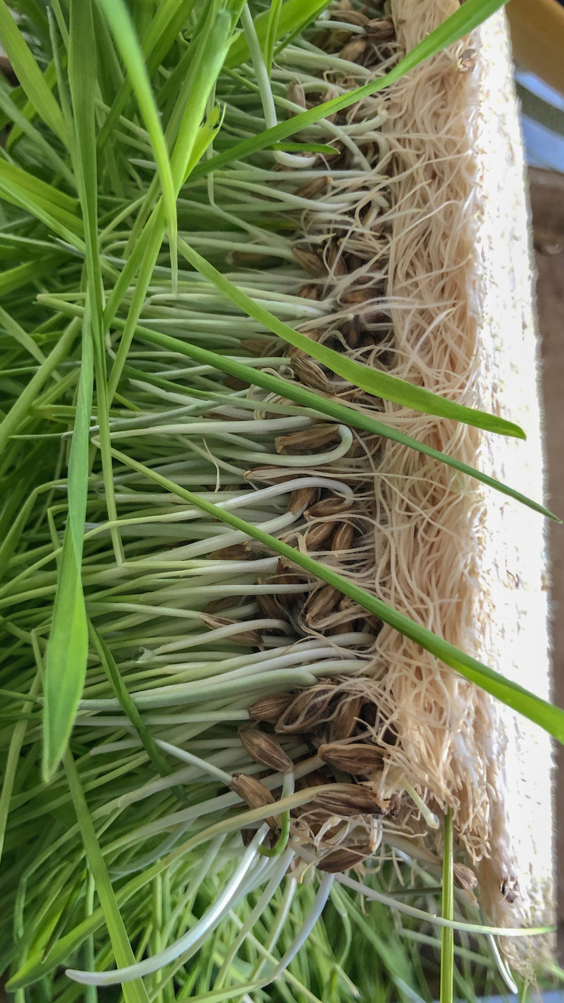 Hydroponically grown barley grass.