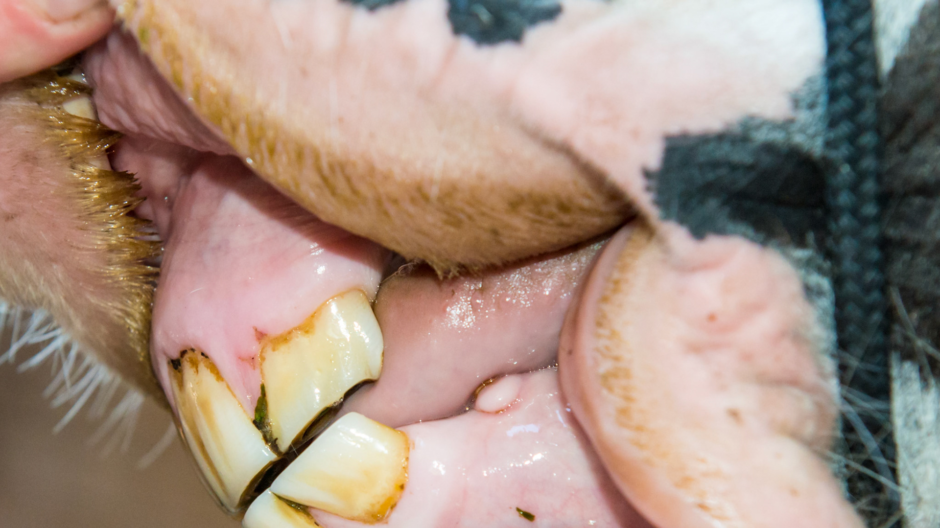 4/25/2007 = 07yr old Gypsy Vanner mare - note the 305 canine in this dominant mare