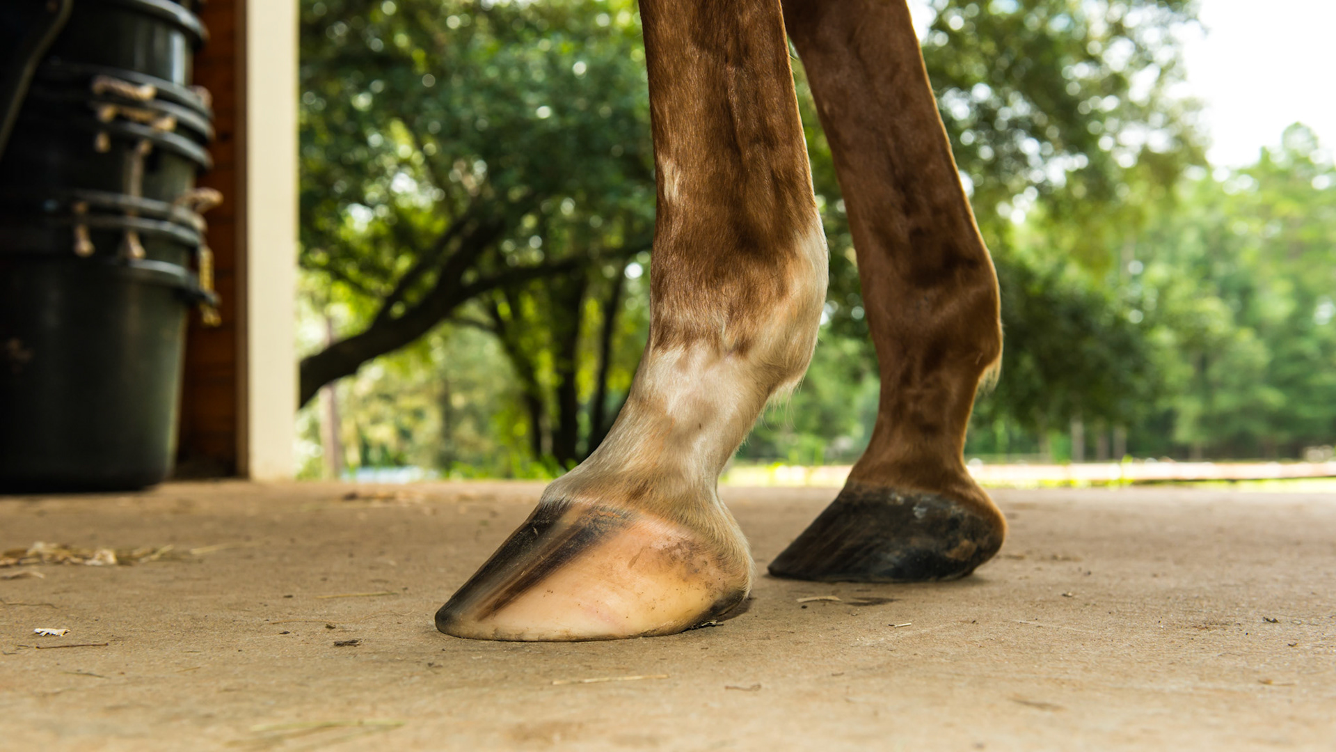 Horse A - LF and RF - Broken pastern hoof axis with crushed hoof tubules and under-run heels. The horse was unable to stand with both front hooves equally underneath him.