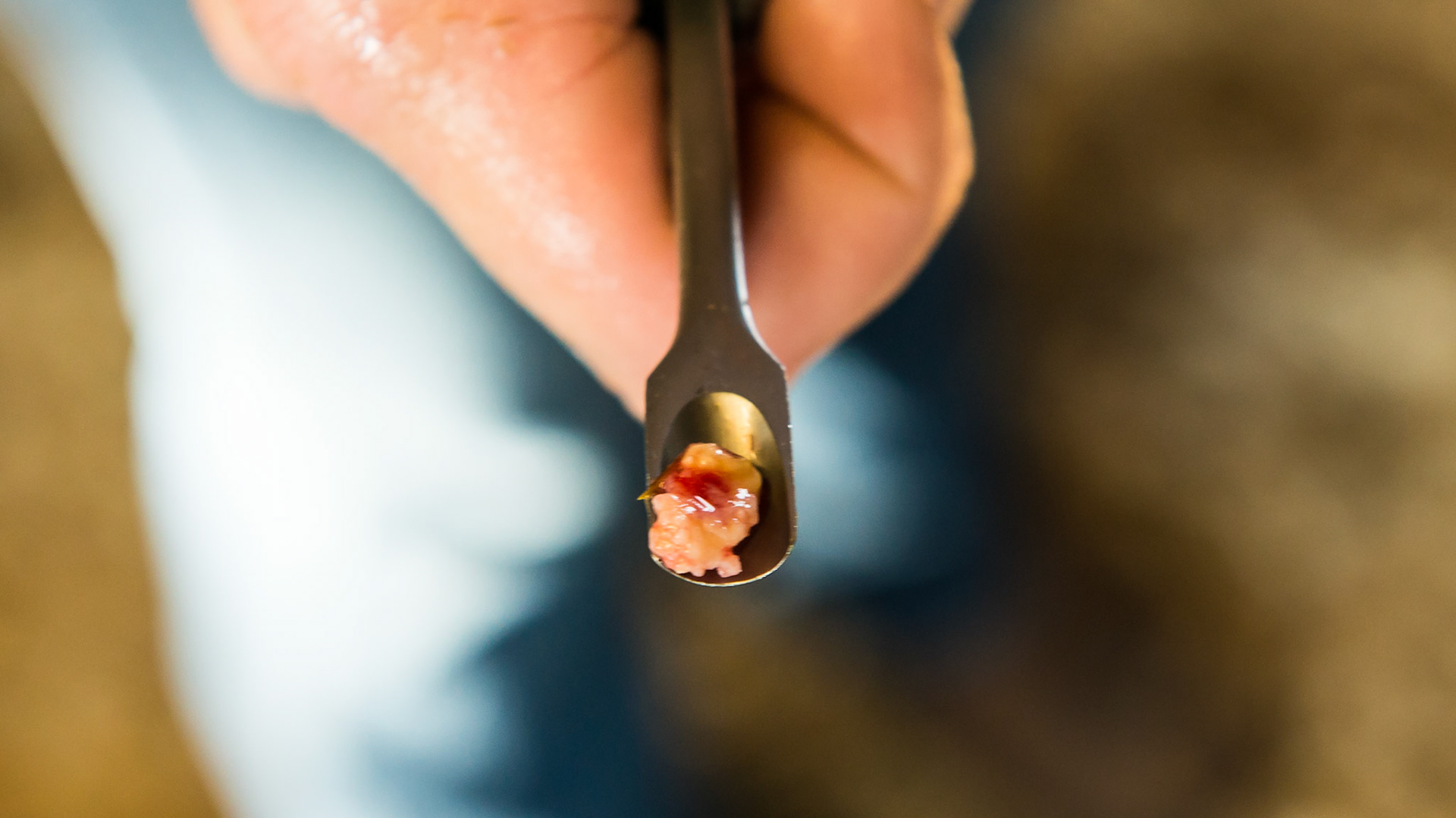 Wolf tooth extraction in an older horse. The rudimentary root is facing you.