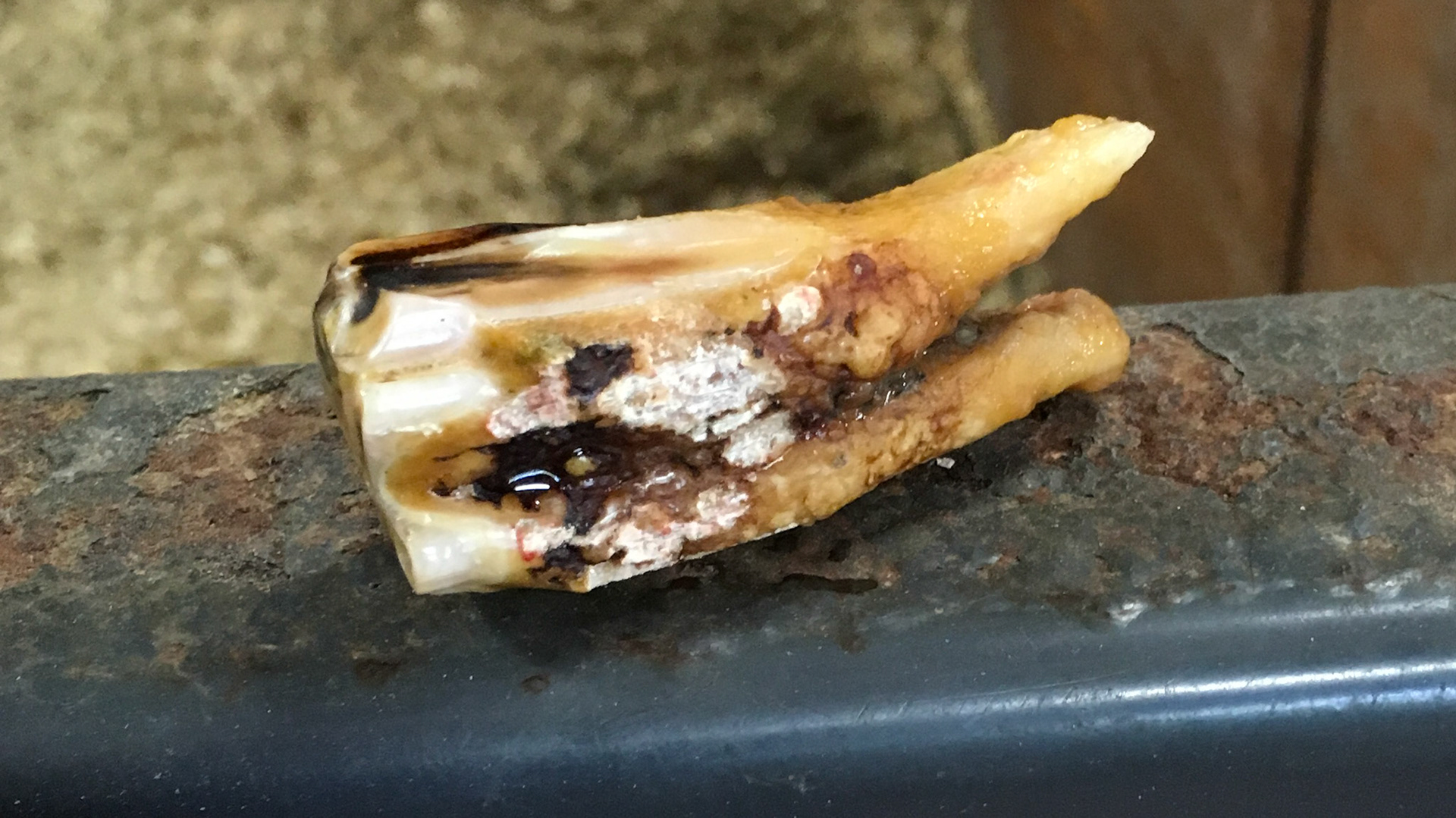 End stage cheek tooth