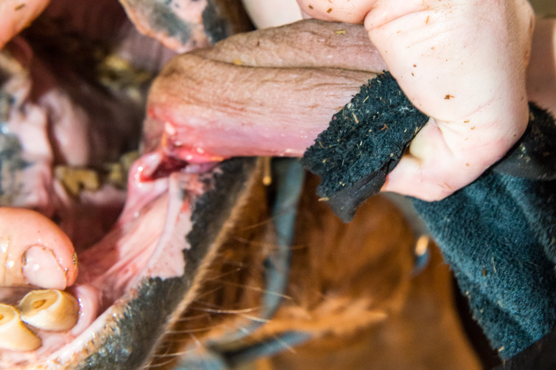 Horse D - Blurred, but the large, dark red, triangular shape is the exposed cut in the frenulum of the tongue.