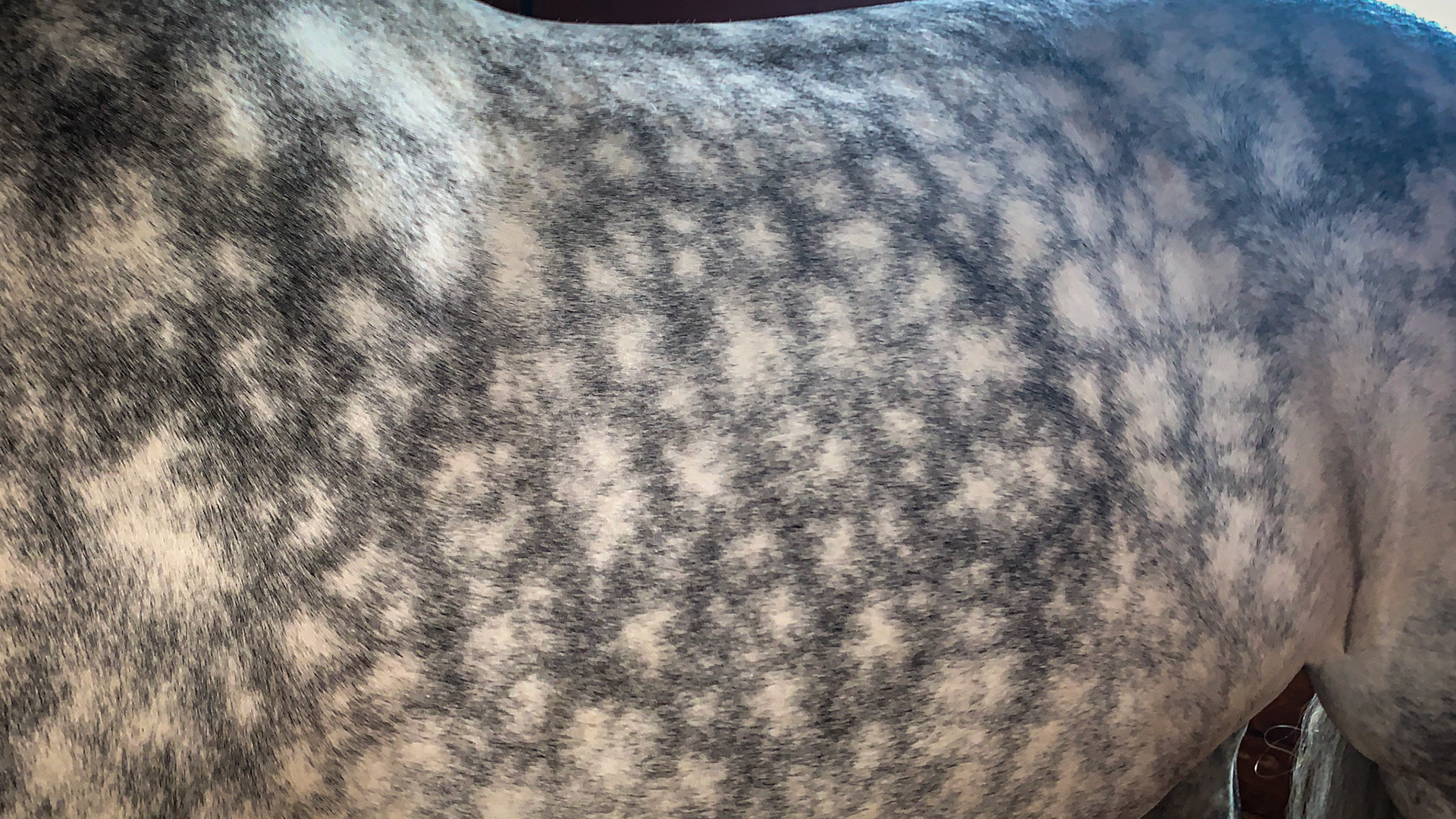 Vibrant dappling on this young gray horse.