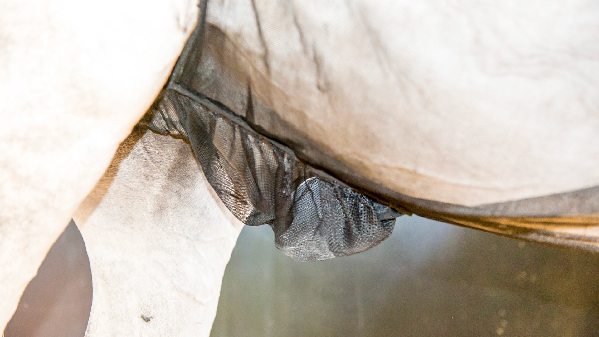 A $40 mesh to keep flies off of the ventral midline for fly hypersensitivity, ventral midline dermatitis, and in this case, summer sore of the penis and sheath.  The horse can urinate through the mesh.
