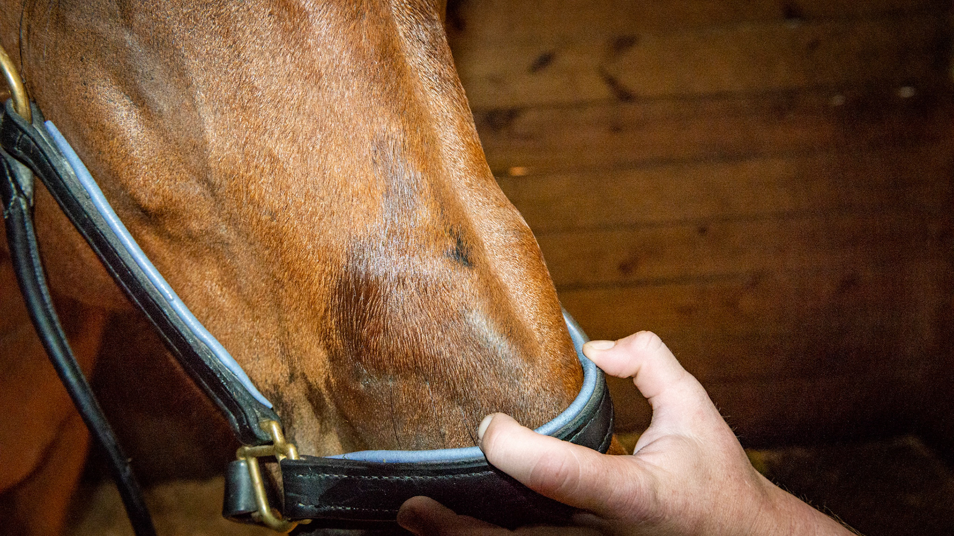 A classic indentation over the nose from a halter left on too long on a young horse as he grows into it.  The deformed bone is permanent.