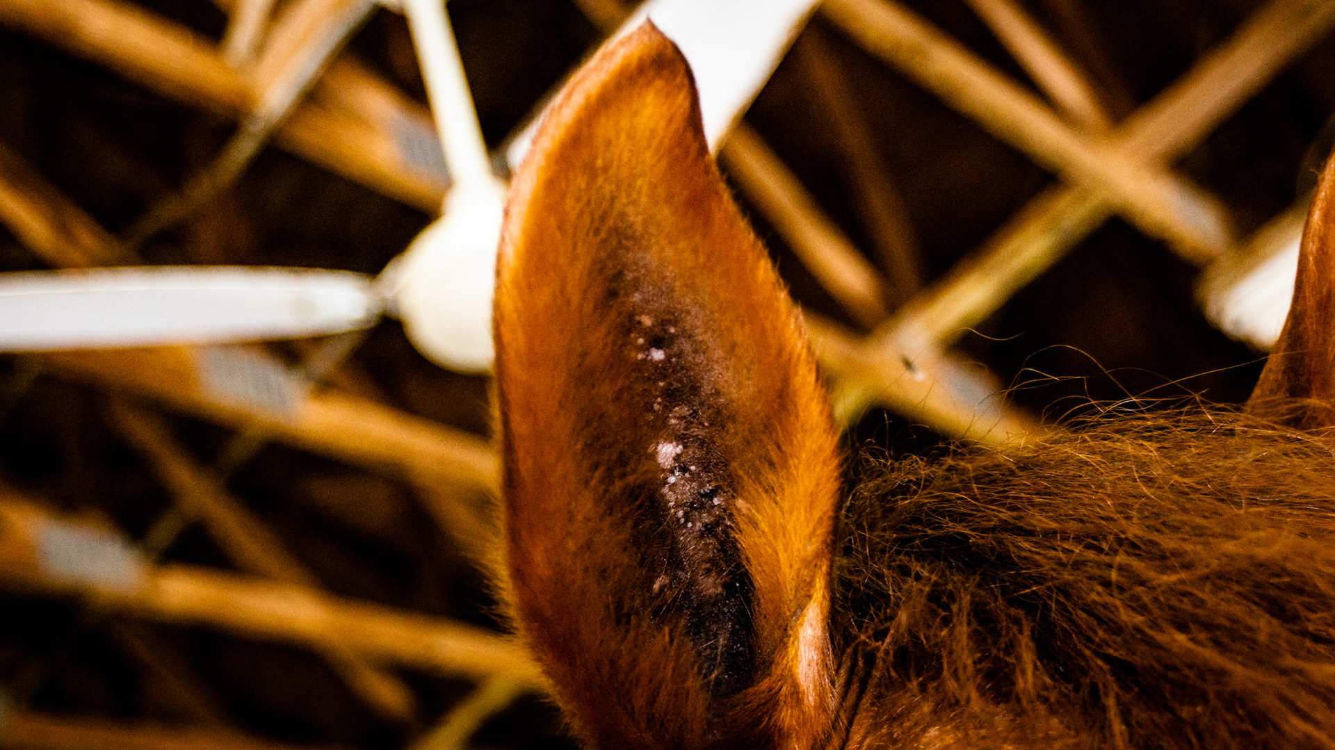 Aural plaques are gray to white crusty growths that form on the inside of one or both ears. They are caused by a type of equine papillomavirus that is similar but genetically different from warts on the muzzle and warts found on the penis.  There are a few untested treatments and these should be considered only when these become uncomfortable for the horse.  I have had them become very painful and completely fill the space formed by the ear. With anesthesia they were able to be de-bulked but soon they returned.