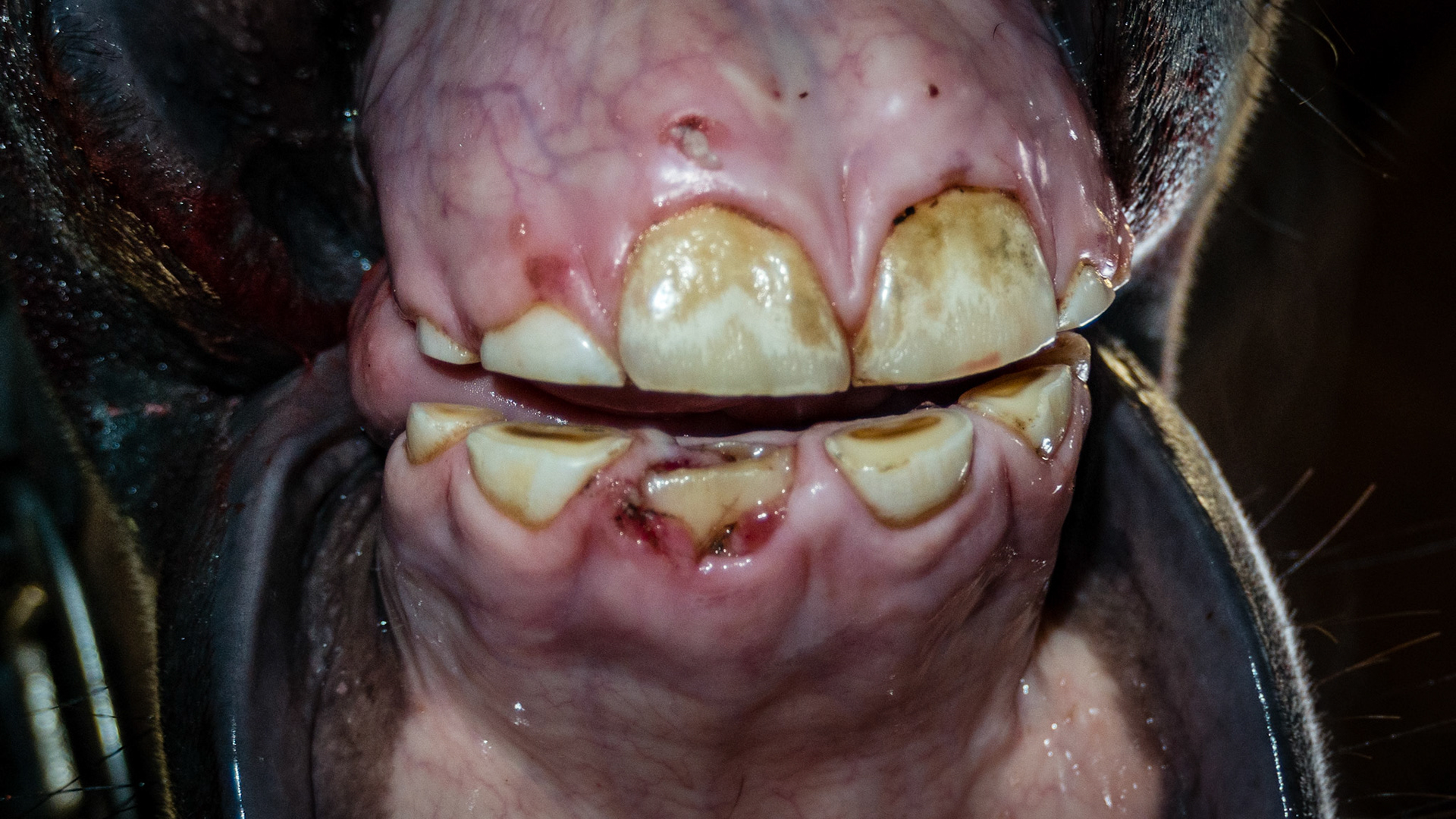 Small cap remnant above #101