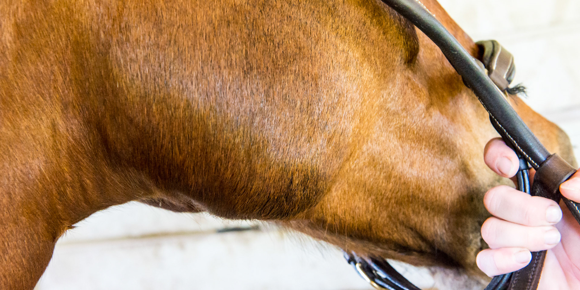 Horse C - 10 months later with no visible remains of the massive lump (see earlier images labeled Horse C).