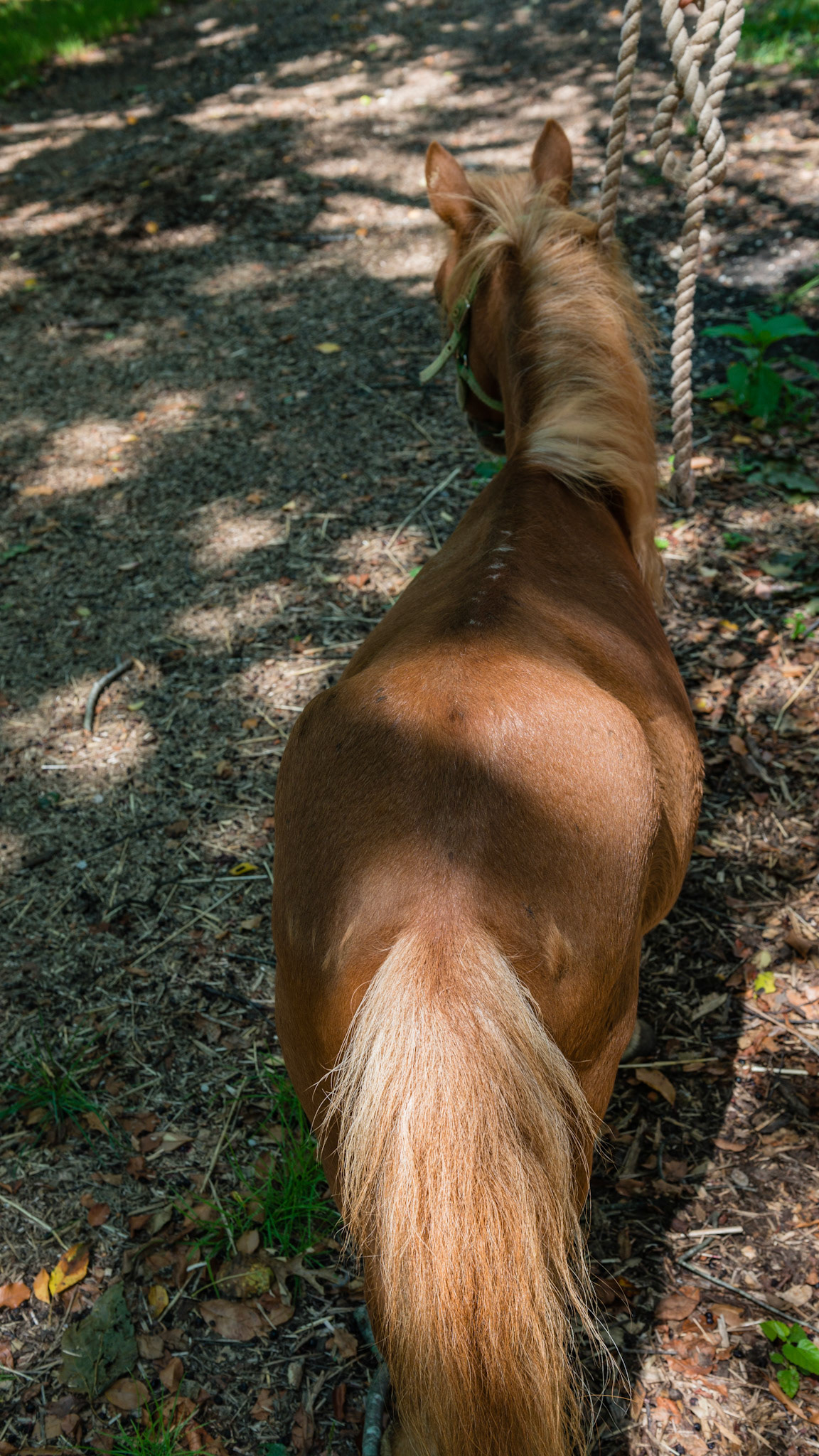 This mini has 107 and 207 deformed with medial deviation of about 45 degrees and axial rotation of about 45 degrees. The teeth sound hollow in this 19 year old but are otherwise healthy. The owner called with weight loss associated with sudden inability to chew food. Everything either dropped or were quids. water soaked senior feed was OK. The only abnormality found was feed packed in the diastema between 207/208. The pony immediately went to eating again once the foreign packed food was removed.  BCS 4 = Moderately Thin - Spine ridge and rib outline are visible. The tail head may be visible.