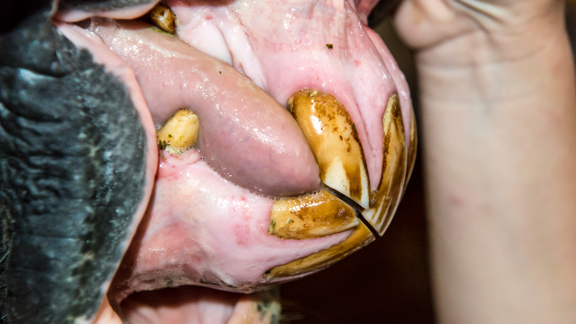 EOTRH horse 13 - 5/1/1995 = 18yr 4mo - early EOTRH with gum recession, bulbous profile and stippled gums.