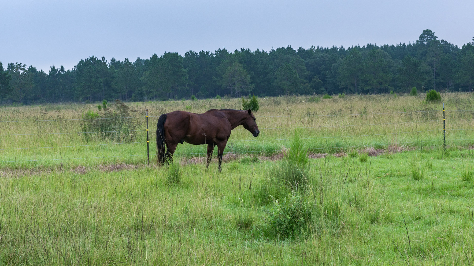 The horse in a field of behaia grass.  The field is large with no other horses so the 3 wire fencing with bare metal posts has not caused a problem.