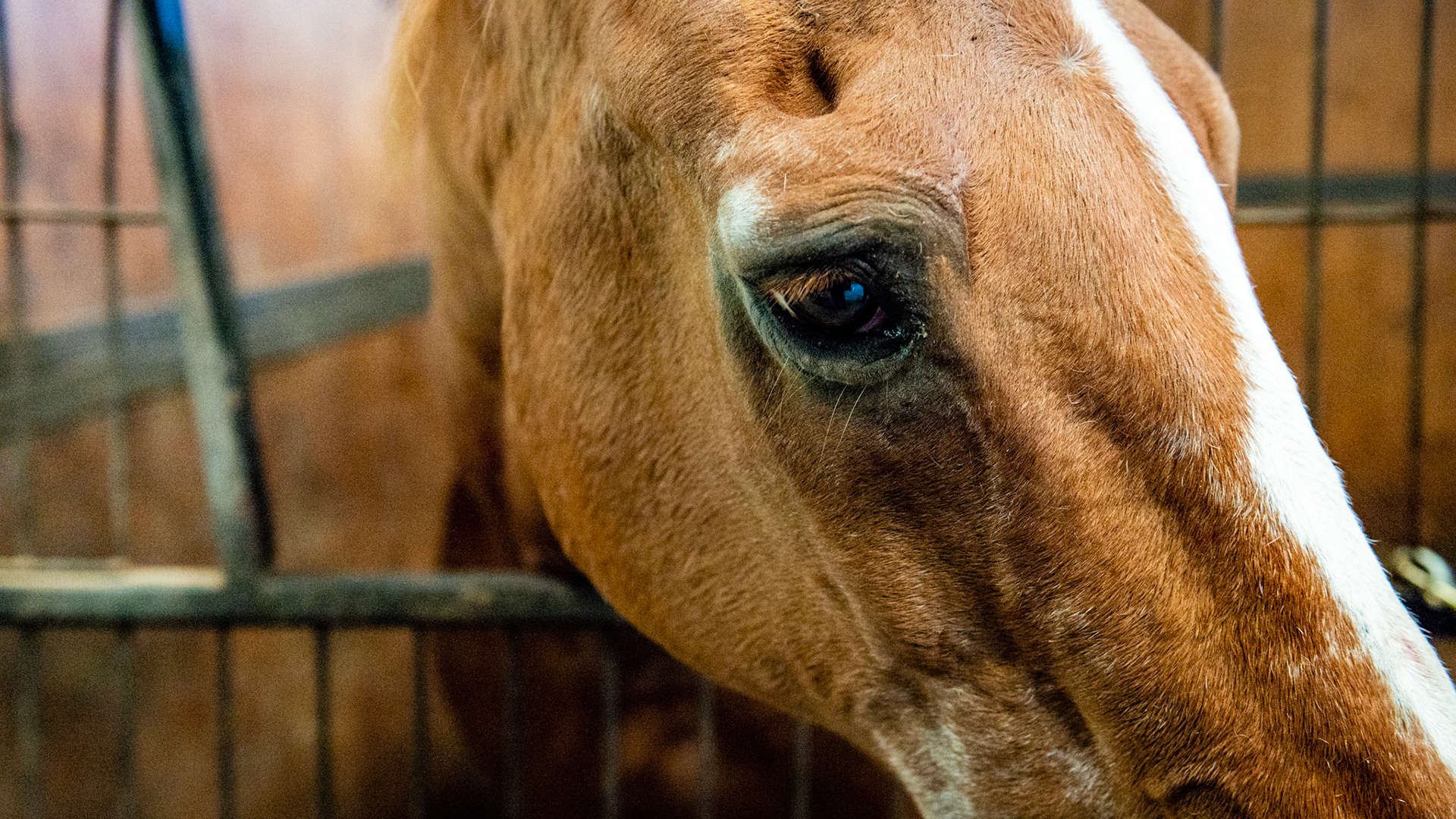 Top Line Score D = loss of musculature along the spine from the withers to the rump (croup).