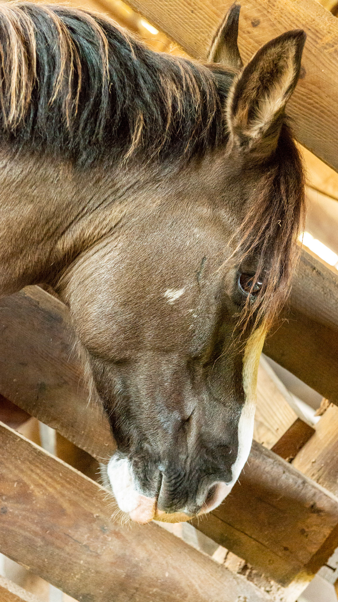 Grulla (Grullo) color has individual hair shafts that share the colors that make up the coat unlike a roans that have a mix of individually colored hair shafts.