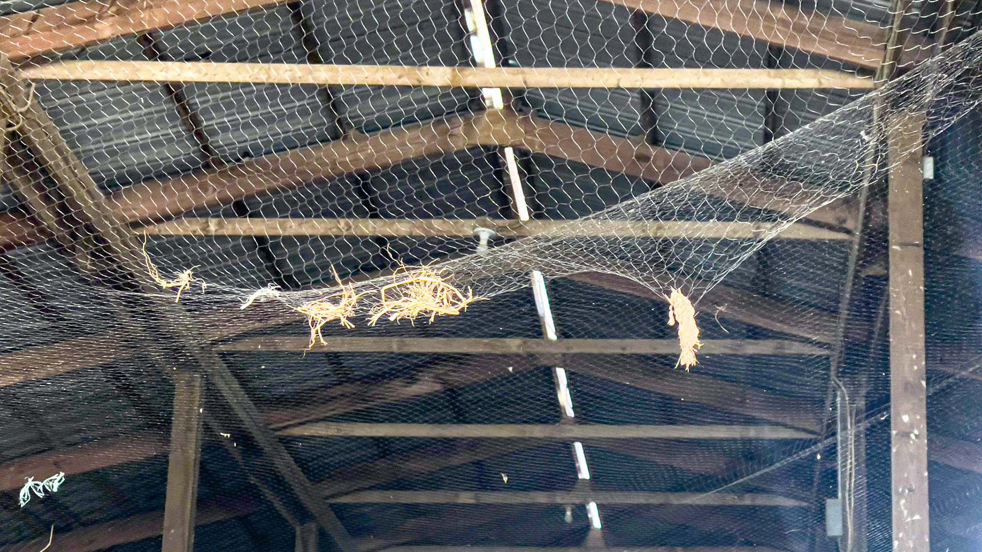 Screening applied to the barn rafters to prevent birds from entering the roof area. Many sites need repair so this is ineffective.