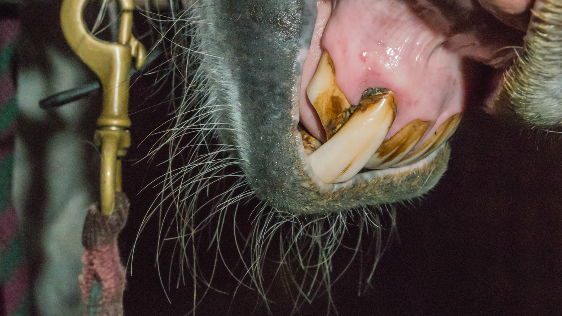 Horse H - Long incisor 102 from unopposed growth - missing 403