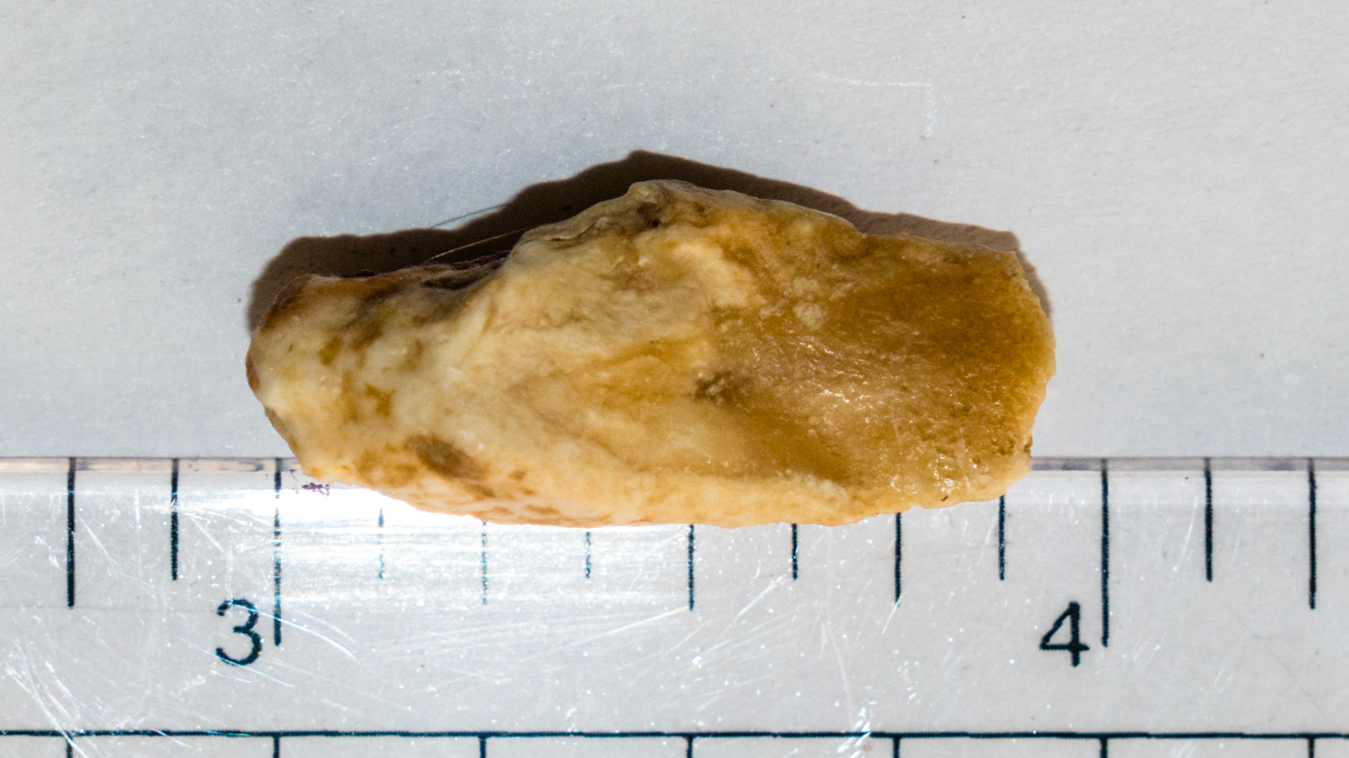 This cheek tooth fragment had been licked smooth and to a razor edge - evidence that it had been long standing in this very old  horse's mouth.