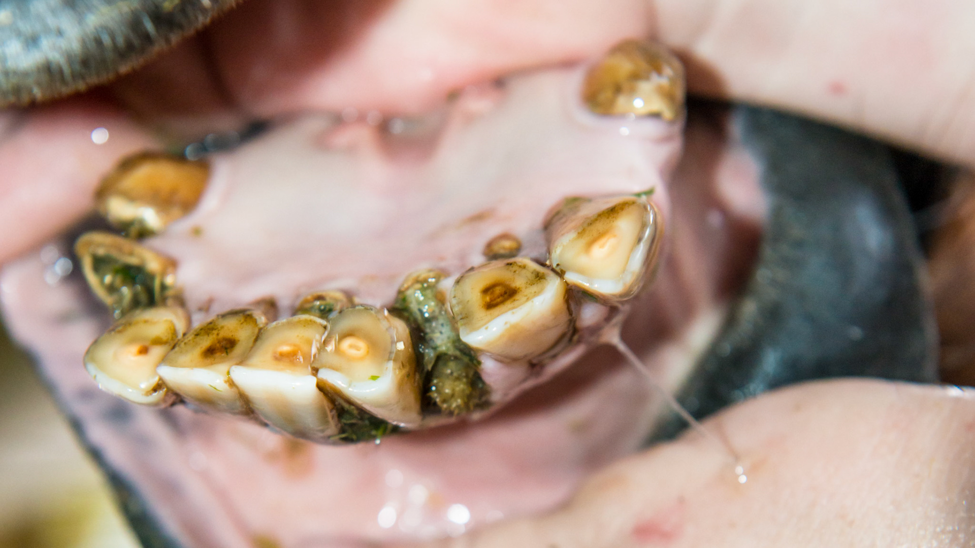 EOTRH horse 12 - a 25 yr old QH G with decay and feed impaction at #403, 101, &amp; 301's , extra lower incisors, cap remnants behind 301/2/3, gum recession of central lower incisors.