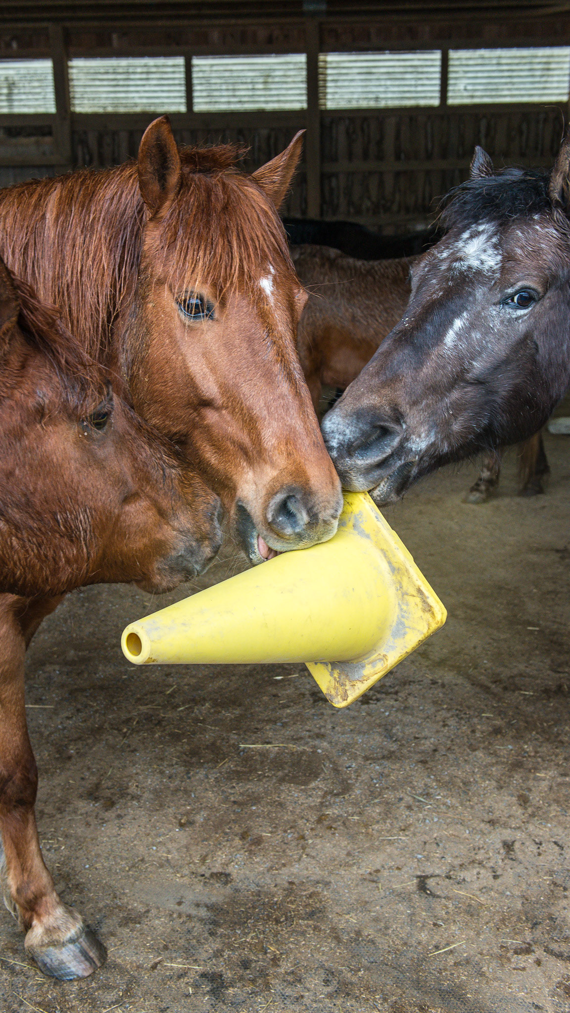 Normal playing between horses that are happy in their environment.  Good social skills are evident here with about 10 other horses present but not interested in this game.