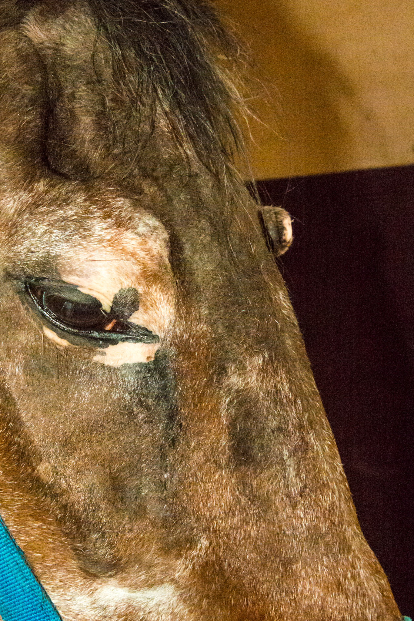 Horse B - BCS 2 - Very Thin ~ Emaciated. The skeleton is clearly visible but there is still a little fat tissue under the skin and the horse has some vitality to the skin. There is a space between the inner thighs.  This is a very old horse that is in the best of care, just fading away with age.
