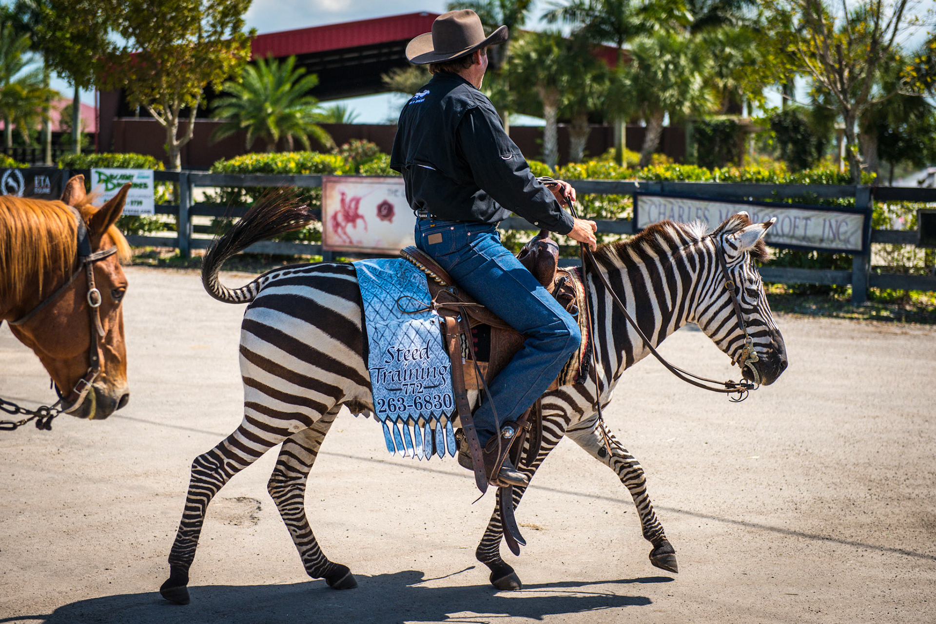 Zebra on a Wellington FL road one afternoon.