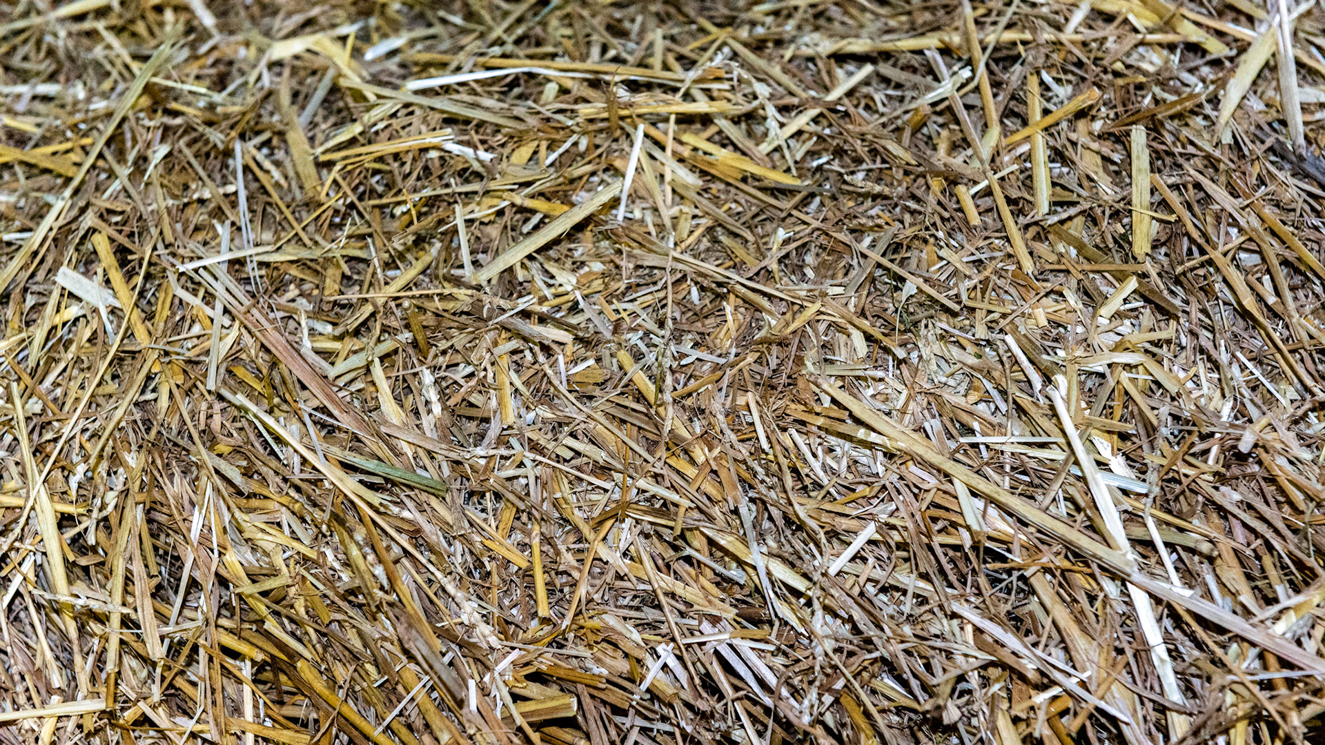 Wheat straw used for bedding horses.