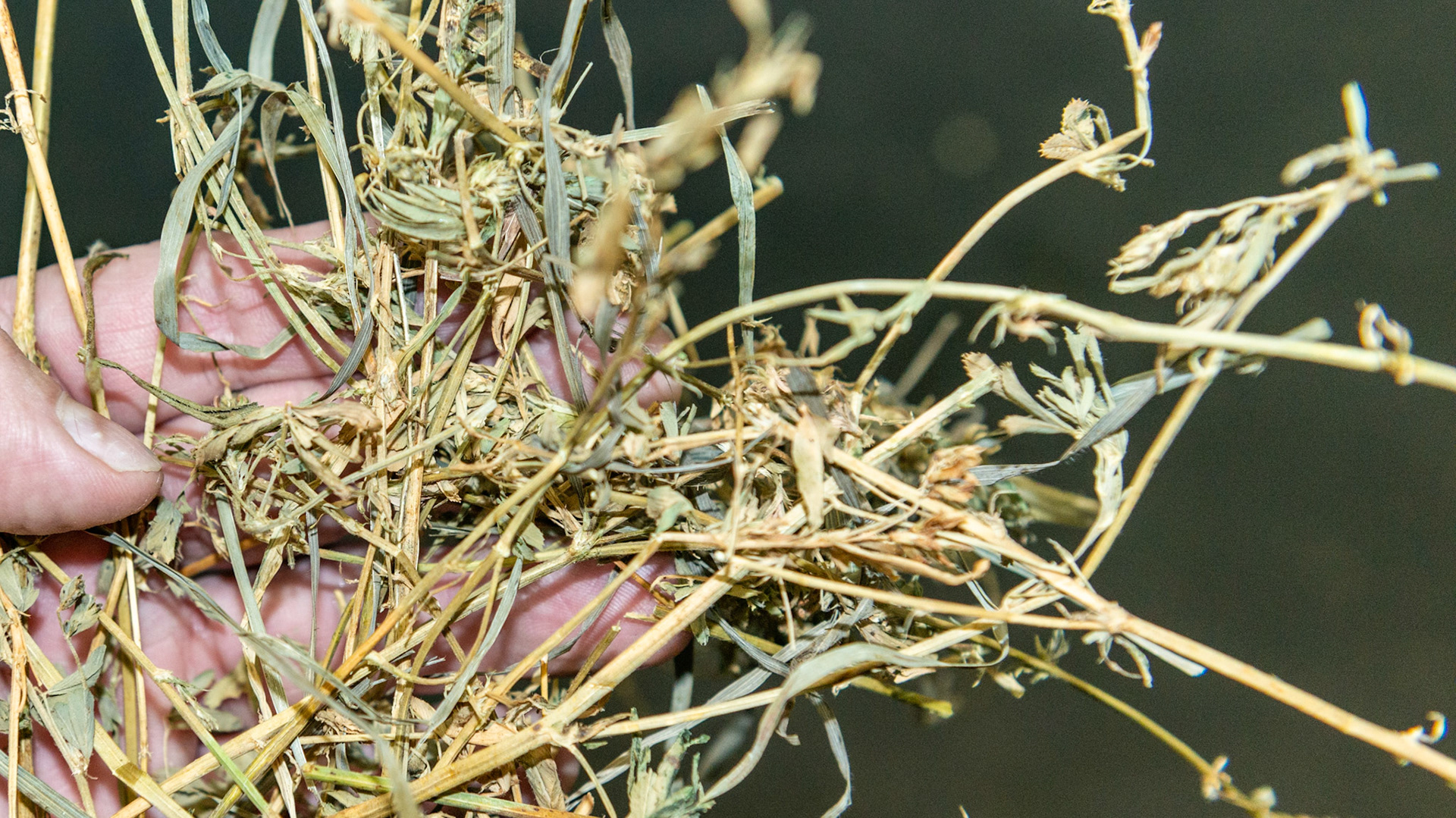 Mature alfalfa hay. Plenty of leaves, not very green, no flowers, thick stems.